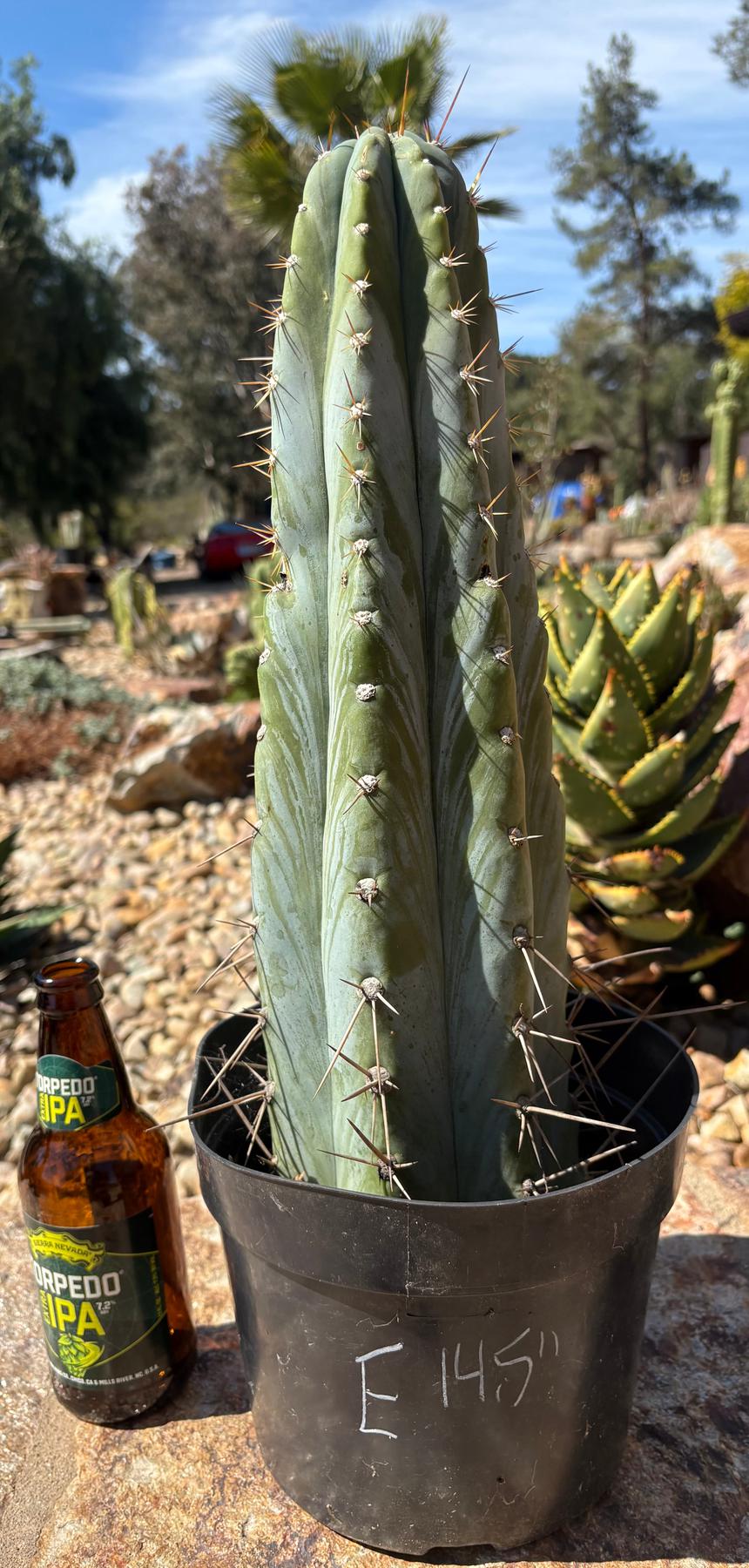 #EC102 “D” EXACT Trichocereus Peruvianus TSSBP Cactus 13.5”-Cactus - Large - Exact-The Succulent Source