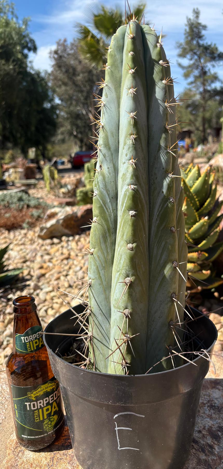 #EC102 “D” EXACT Trichocereus Peruvianus TSSBP Cactus 13.5”-Cactus - Large - Exact-The Succulent Source