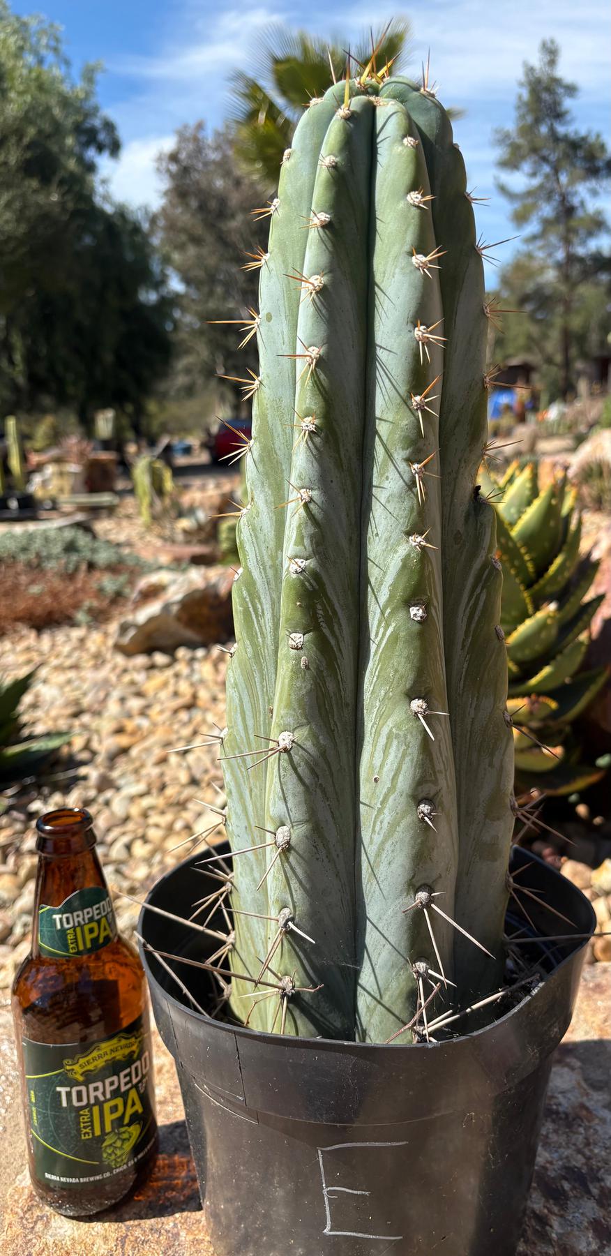 #EC102 “D” EXACT Trichocereus Peruvianus TSSBP Cactus 13.5”-Cactus - Large - Exact-The Succulent Source