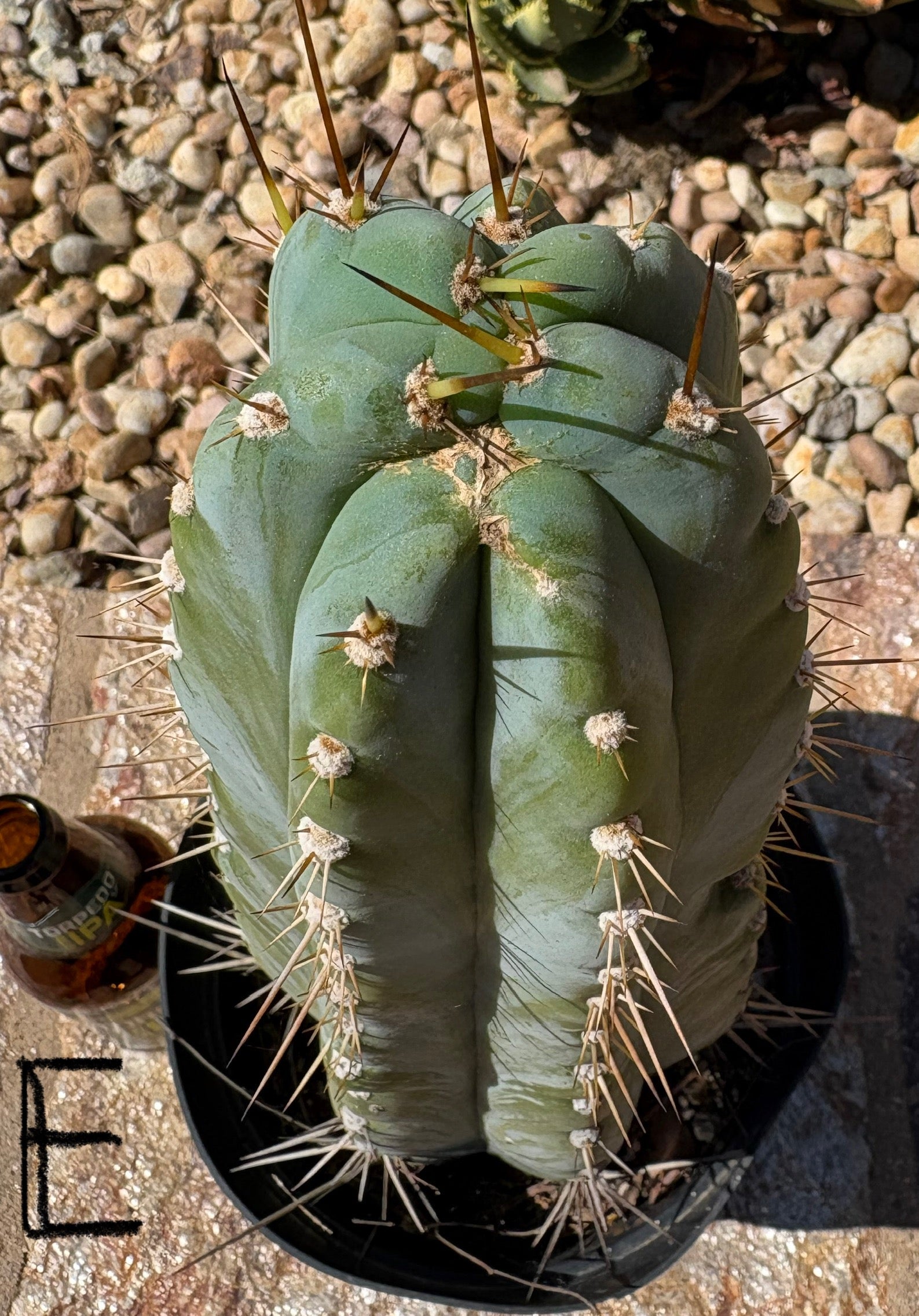 #EC102 “D” EXACT Trichocereus Peruvianus TSSBP Cactus 13.5”-Cactus - Large - Exact-The Succulent Source