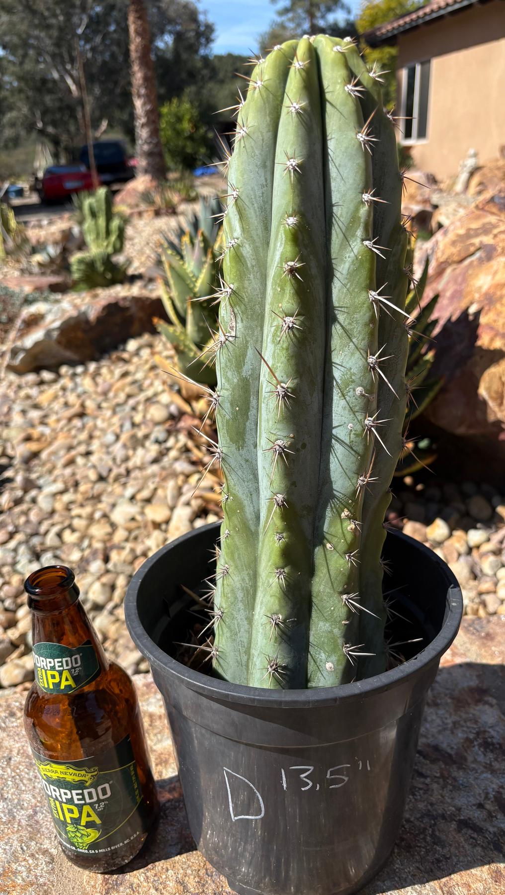 #EC102 “D” EXACT Trichocereus Peruvianus TSSBP Cactus 13.5”-Cactus - Large - Exact-The Succulent Source