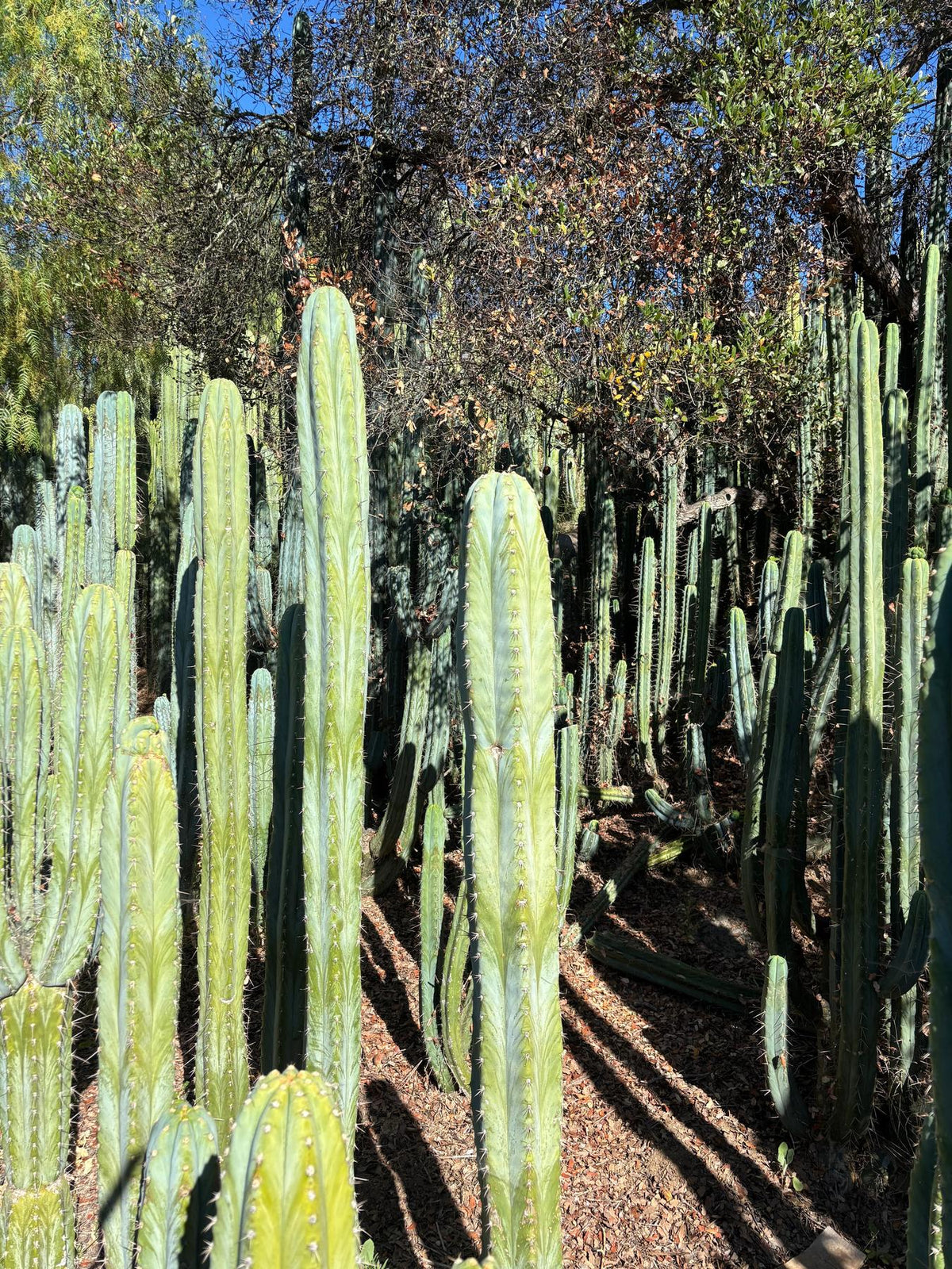 #EC102 EXACT Trichocereus Peruvianus TSS Blue Peru Cuttings (1-5ft)-Cactus - Big-The Succulent Source