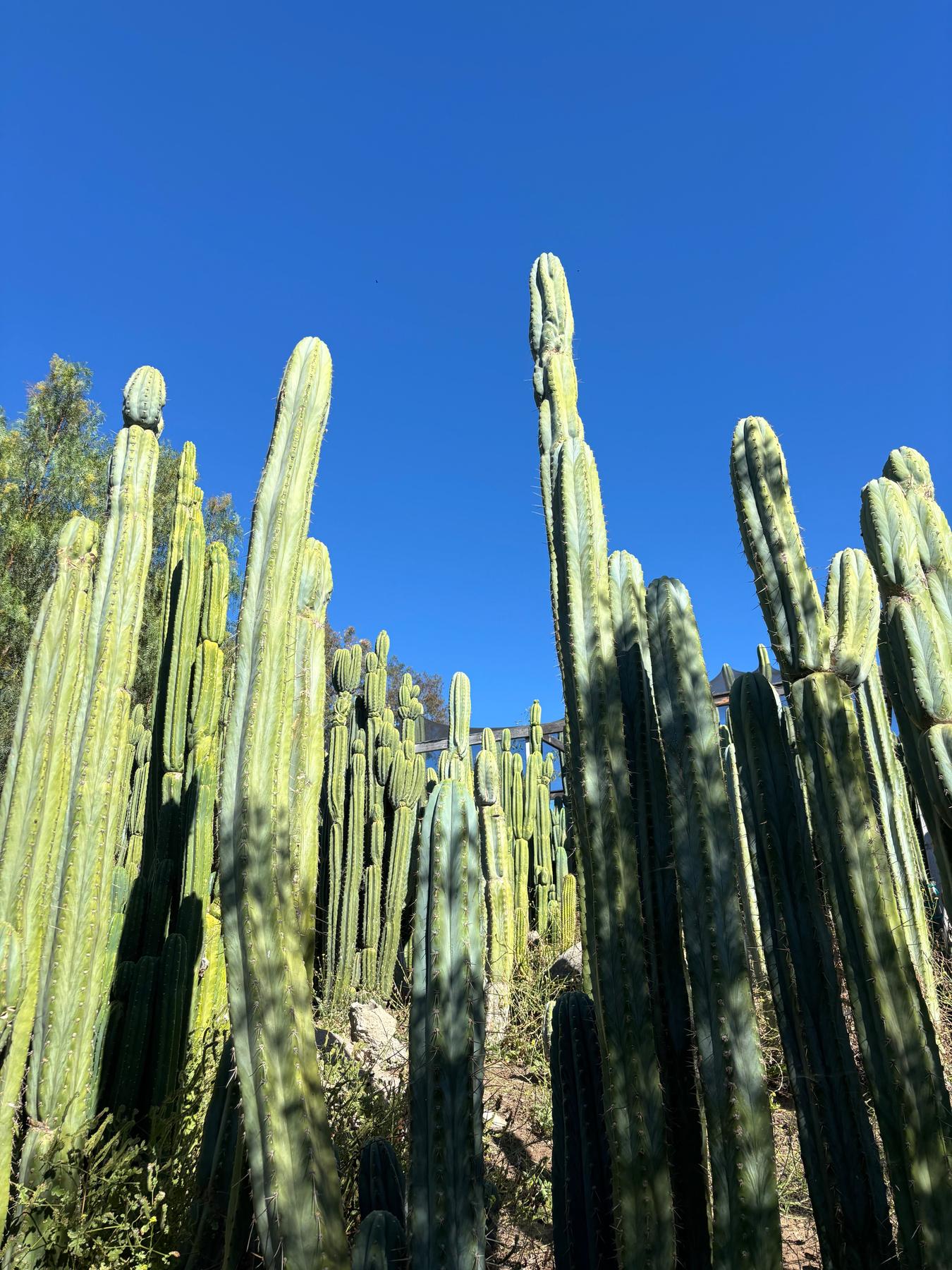 #EC102 EXACT Trichocereus Peruvianus TSS Blue Peru Cuttings (1-5ft)-Cactus - Big-The Succulent Source