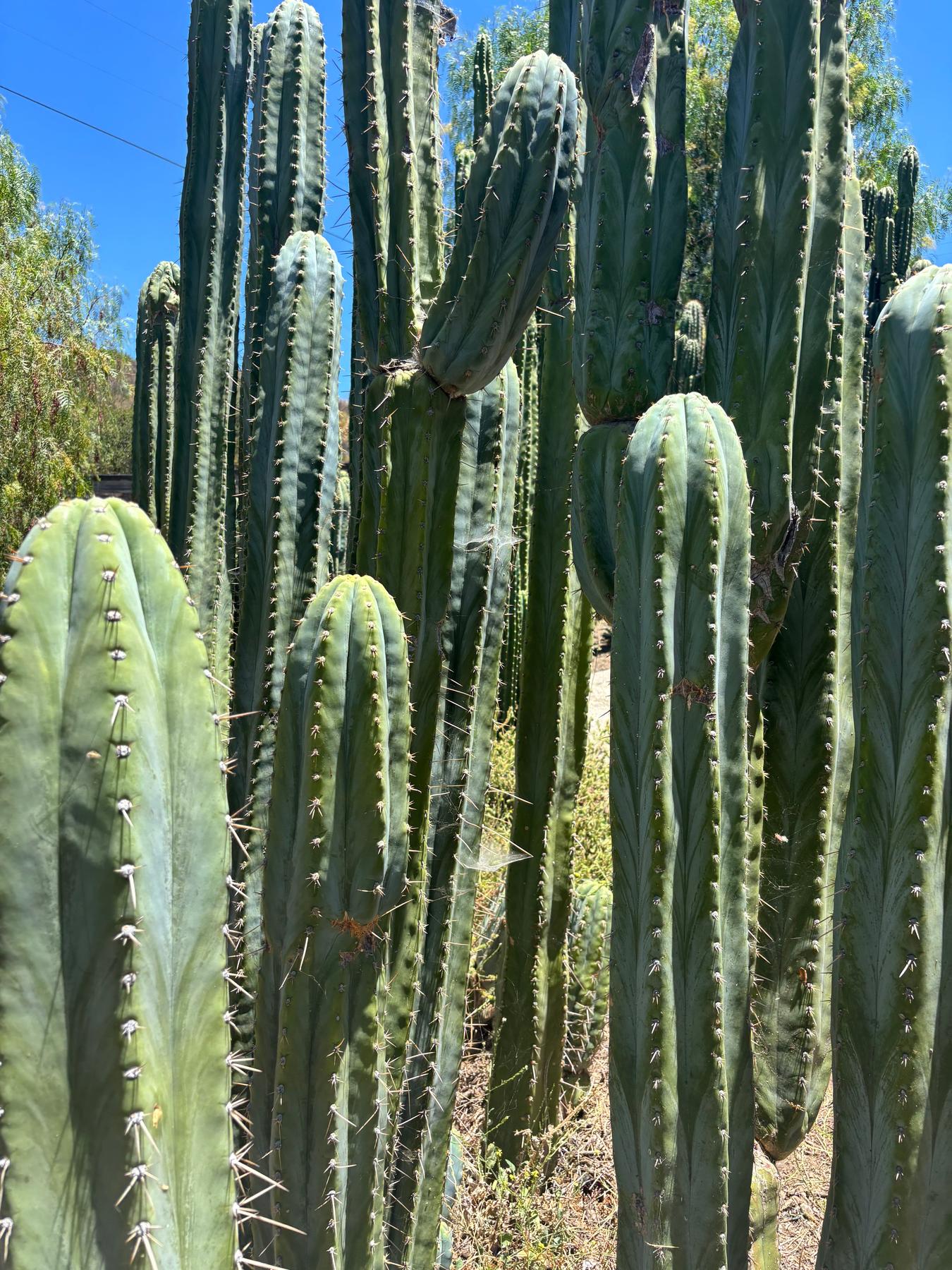 #EC102 EXACT Trichocereus Peruvianus TSS Blue Peru Cuttings (1-5ft)-Cactus - Big-The Succulent Source