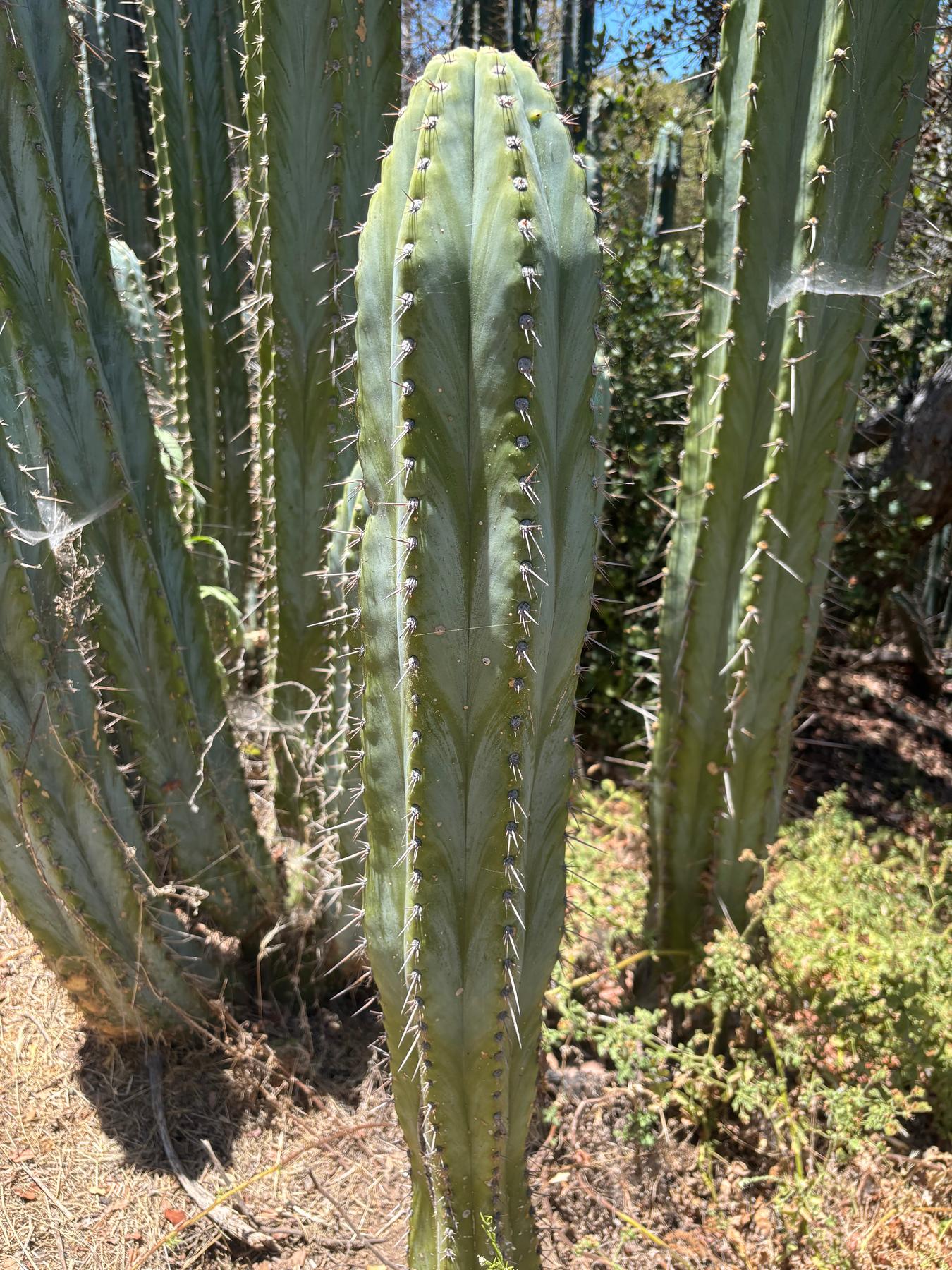 #EC102 EXACT Trichocereus Peruvianus TSS Blue Peru Cuttings (1-5ft)-Cactus - Big-The Succulent Source