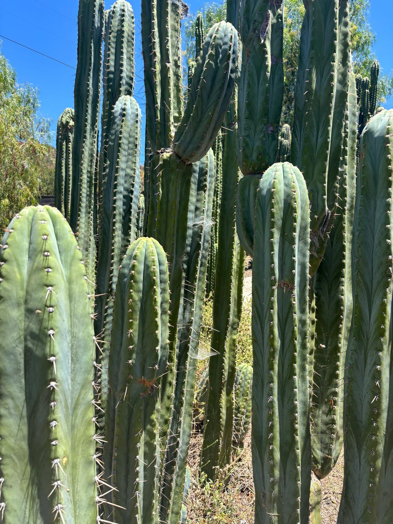 #EC102 EXACT Trichocereus Peruvianus TSS Blue Peru Cuttings (1-5ft)-Cactus - Big-The Succulent Source