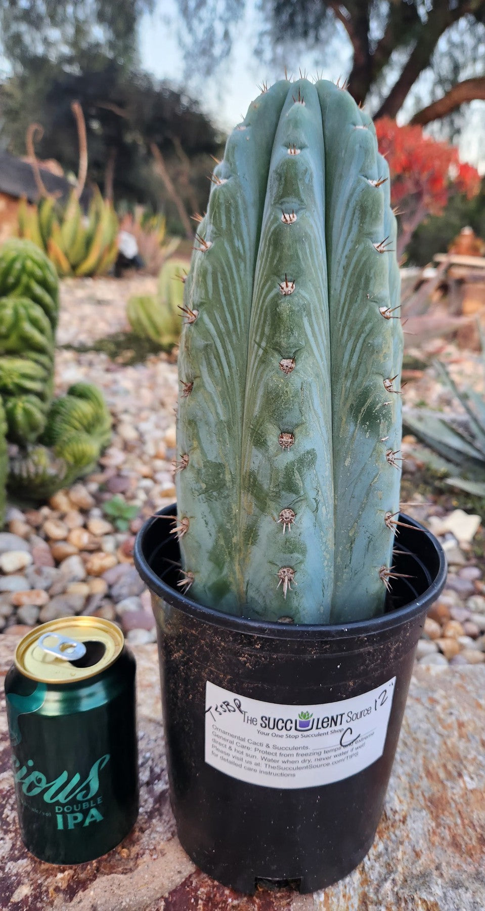#EC102 EXACT Trichocereus Peruvianus TSSBP Cactus 12”-Cactus - Large - Exact-The Succulent Source