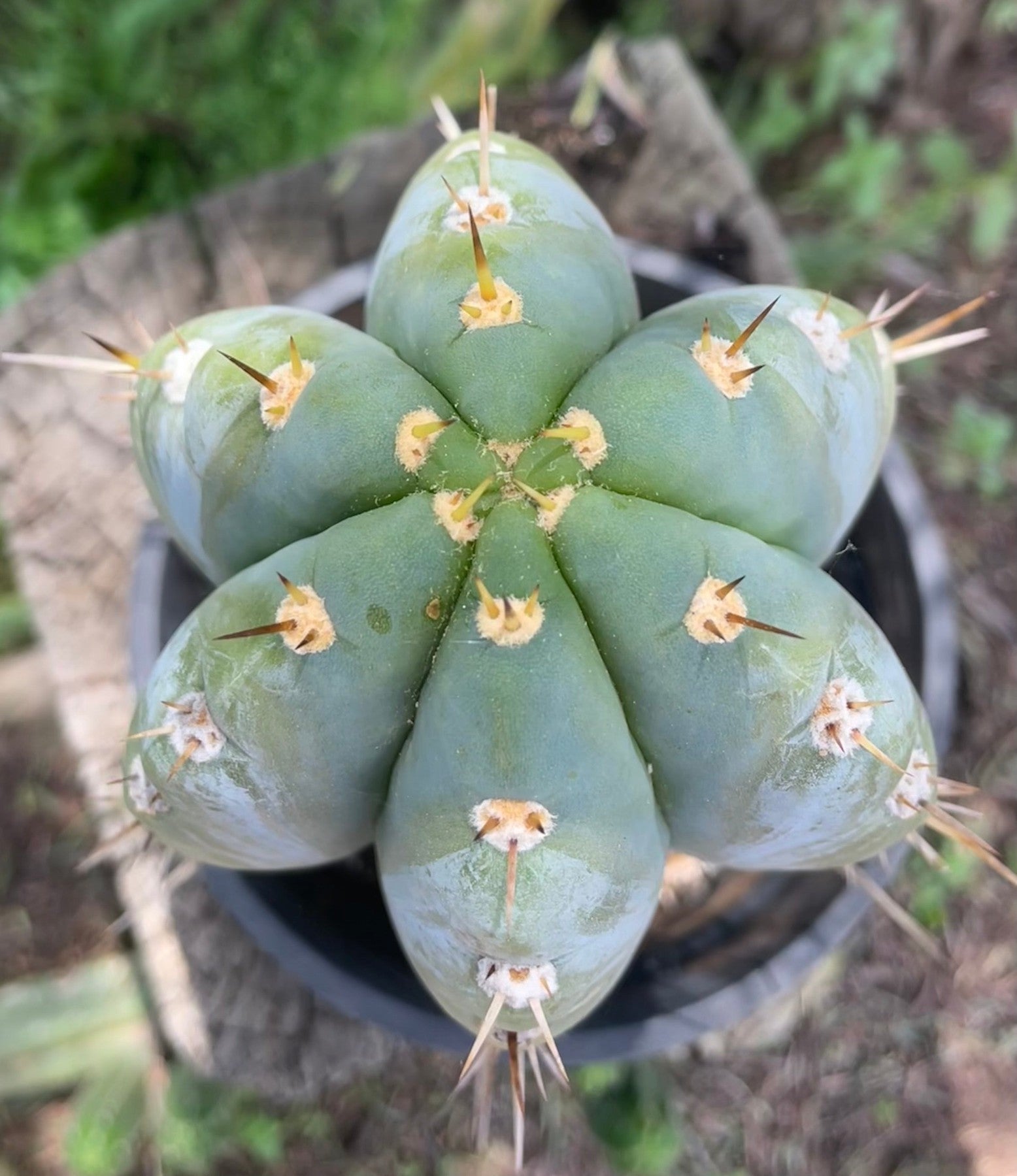 #EC102 EXACT Trichocereus Peruvianus TSSBP Cactus 12.5”-Cactus - Large - Exact-The Succulent Source