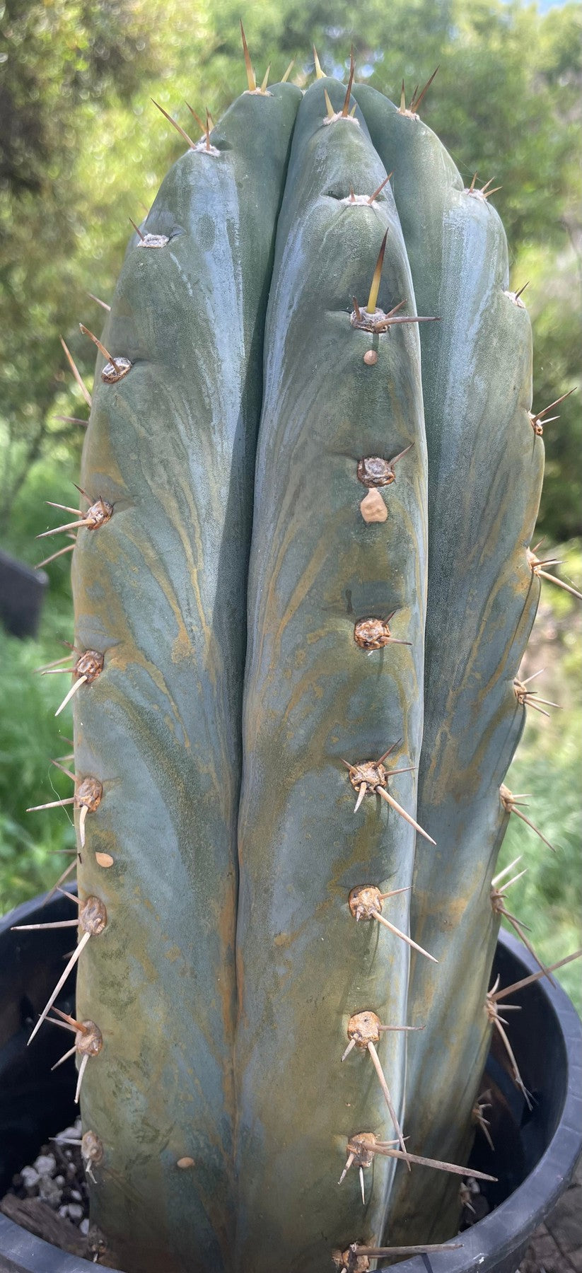 #EC102 EXACT Trichocereus Peruvianus TSSBP Cactus 12.5”-Cactus - Large - Exact-The Succulent Source
