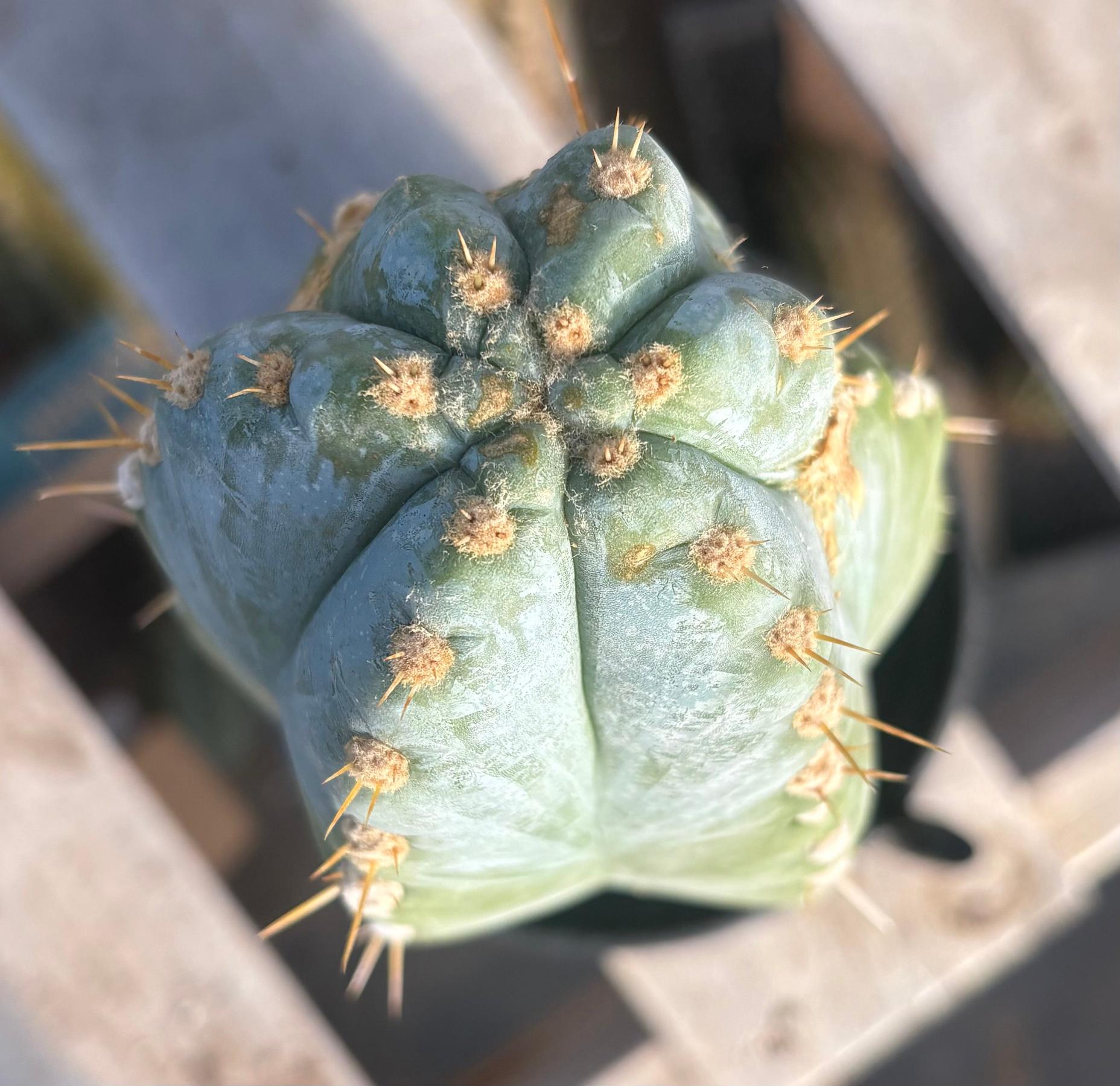 #EC102 EXACT Trichocereus Peruvianus TSSBP Cactus 13.5”-Cactus - Large - Exact-The Succulent Source