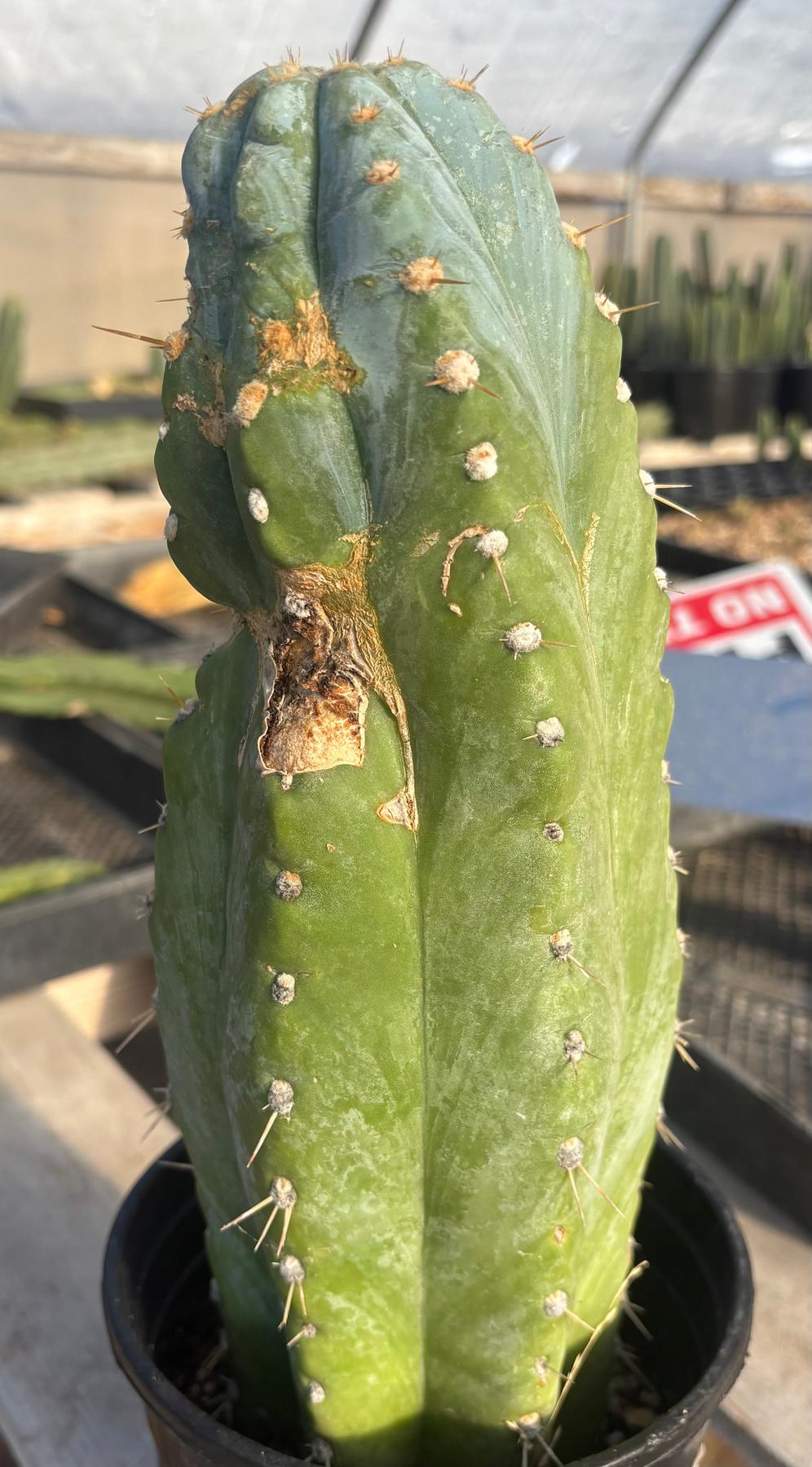 #EC102 EXACT Trichocereus Peruvianus TSSBP Cactus 13.5”-Cactus - Large - Exact-The Succulent Source
