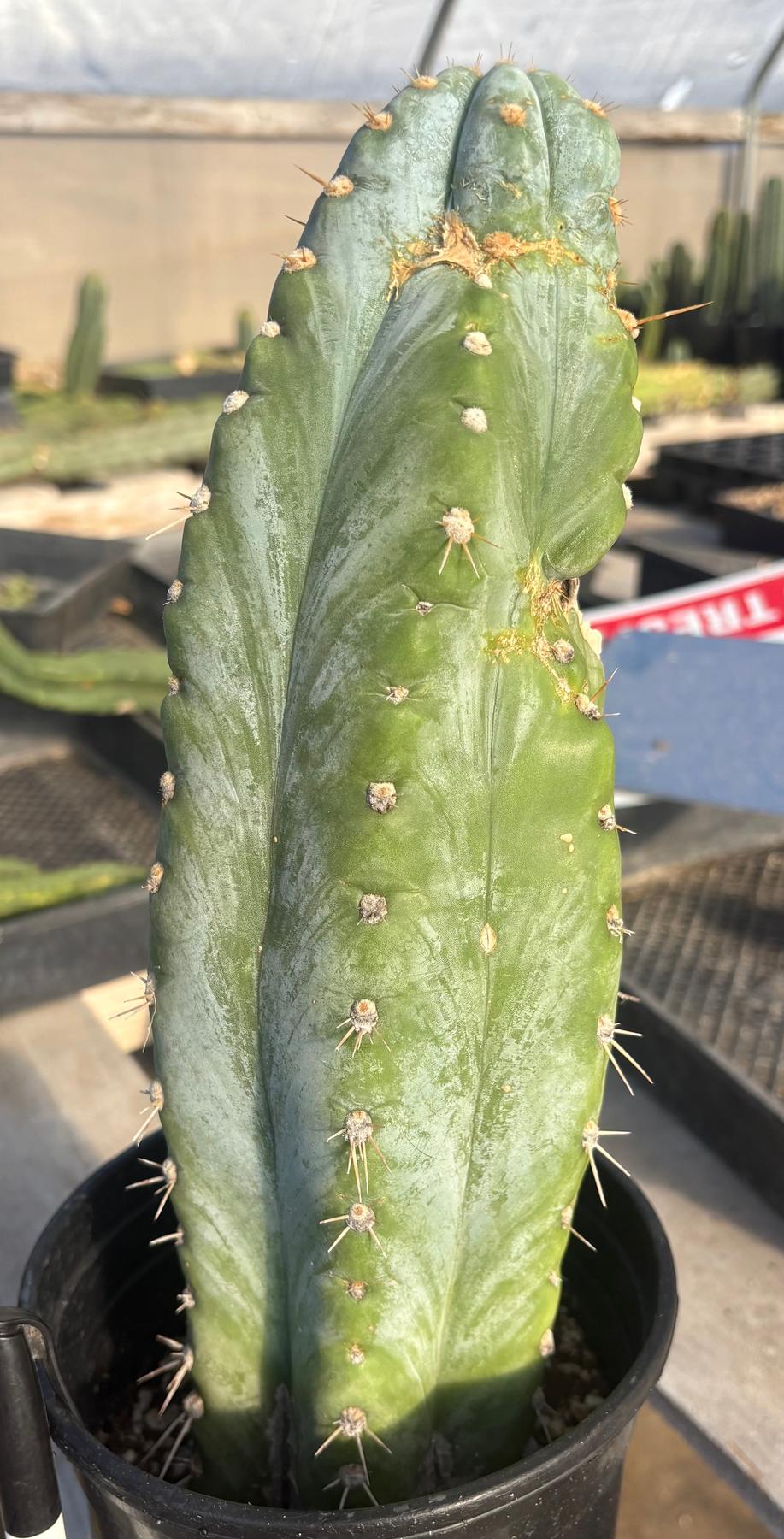 #EC102 EXACT Trichocereus Peruvianus TSSBP Cactus 13.5”-Cactus - Large - Exact-The Succulent Source