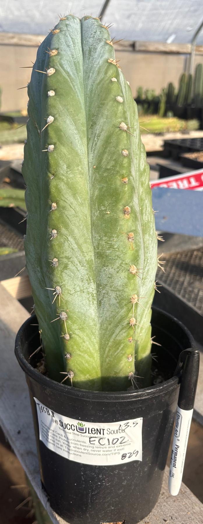 #EC102 EXACT Trichocereus Peruvianus TSSBP Cactus 13.5”-Cactus - Large - Exact-The Succulent Source