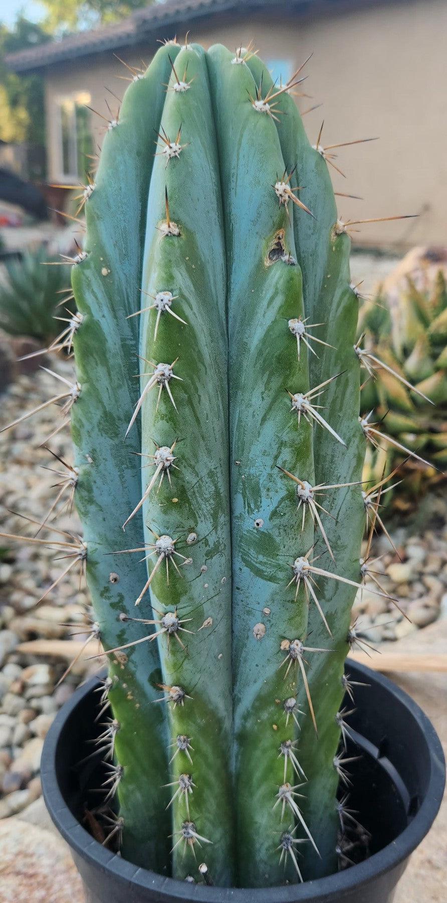 #EC102 EXACT Trichocereus Peruvianus TSSBP Cactus 14”-Cactus - Large - Exact-The Succulent Source