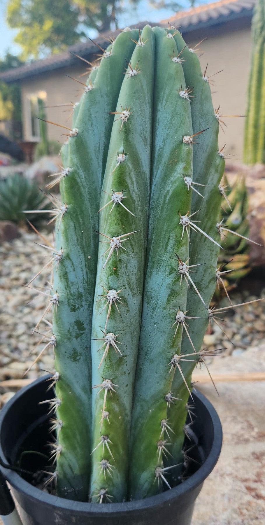 #EC102 EXACT Trichocereus Peruvianus TSSBP Cactus 14”-Cactus - Large - Exact-The Succulent Source