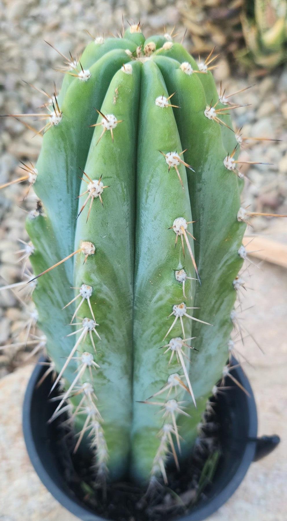 #EC102 EXACT Trichocereus Peruvianus TSSBP Cactus 14”-Cactus - Large - Exact-The Succulent Source