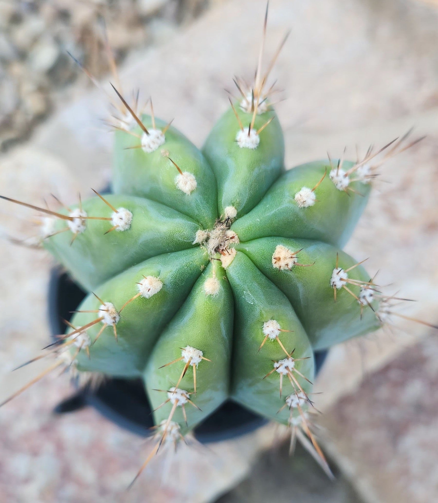 #EC102 EXACT Trichocereus Peruvianus TSSBP Cactus 14”-Cactus - Large - Exact-The Succulent Source