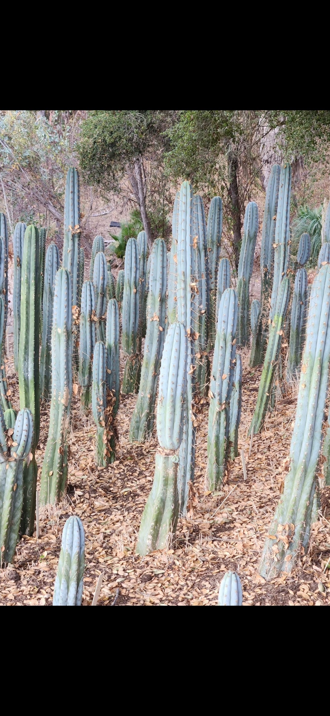 #EC102 EXACT Trichocereus Peruvianus TSSBP Cactus 14”-Cactus - Large - Exact-The Succulent Source