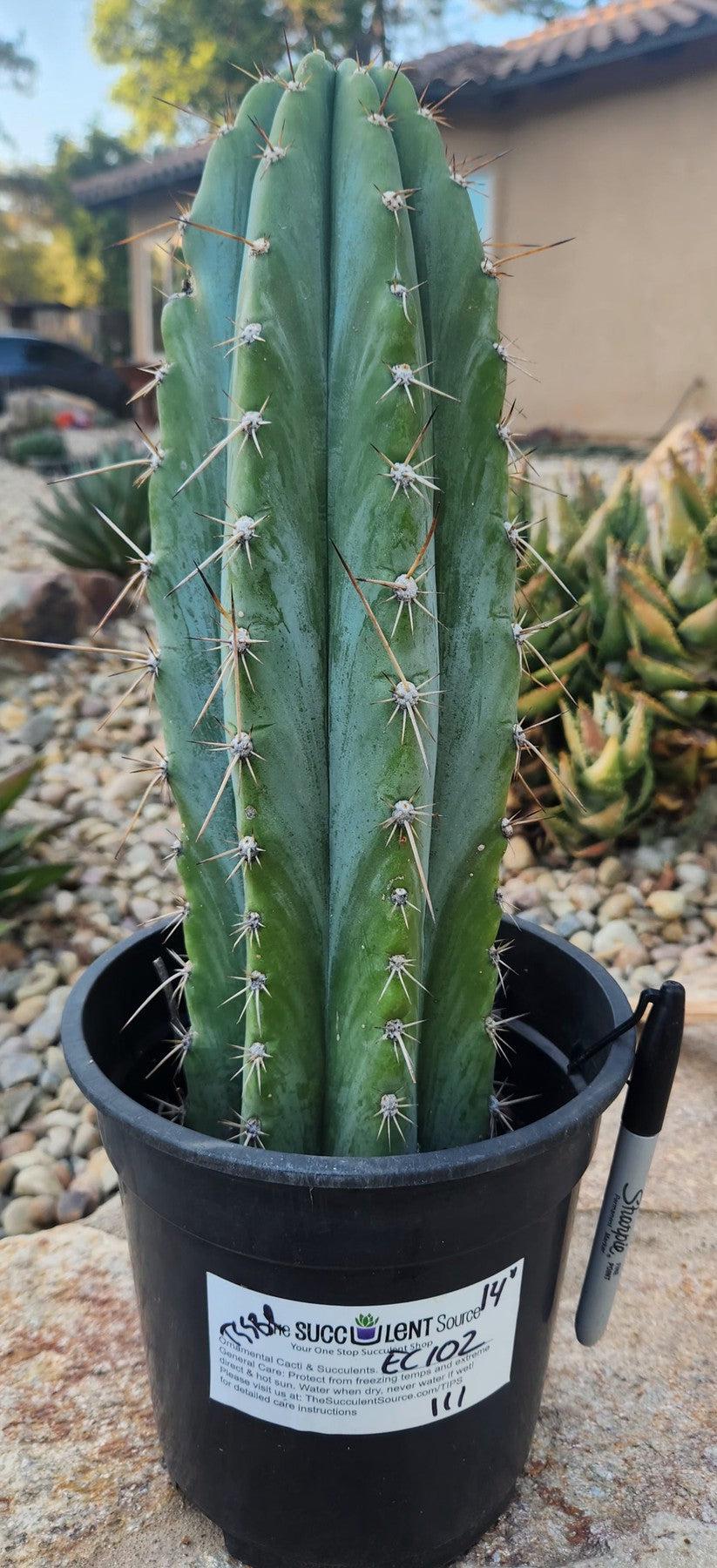 #EC102 EXACT Trichocereus Peruvianus TSSBP Cactus 14”-Cactus - Large - Exact-The Succulent Source