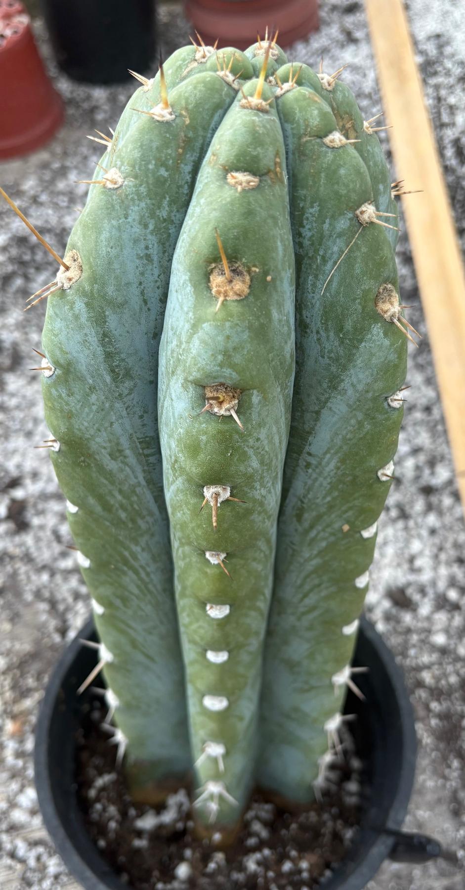 #EC102 EXACT Trichocereus Peruvianus TSSBP Cactus 14.5”-Cactus - Large - Exact-The Succulent Source