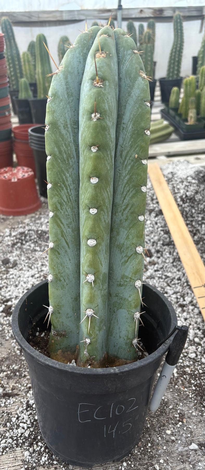#EC102 EXACT Trichocereus Peruvianus TSSBP Cactus 14.5”-Cactus - Large - Exact-The Succulent Source
