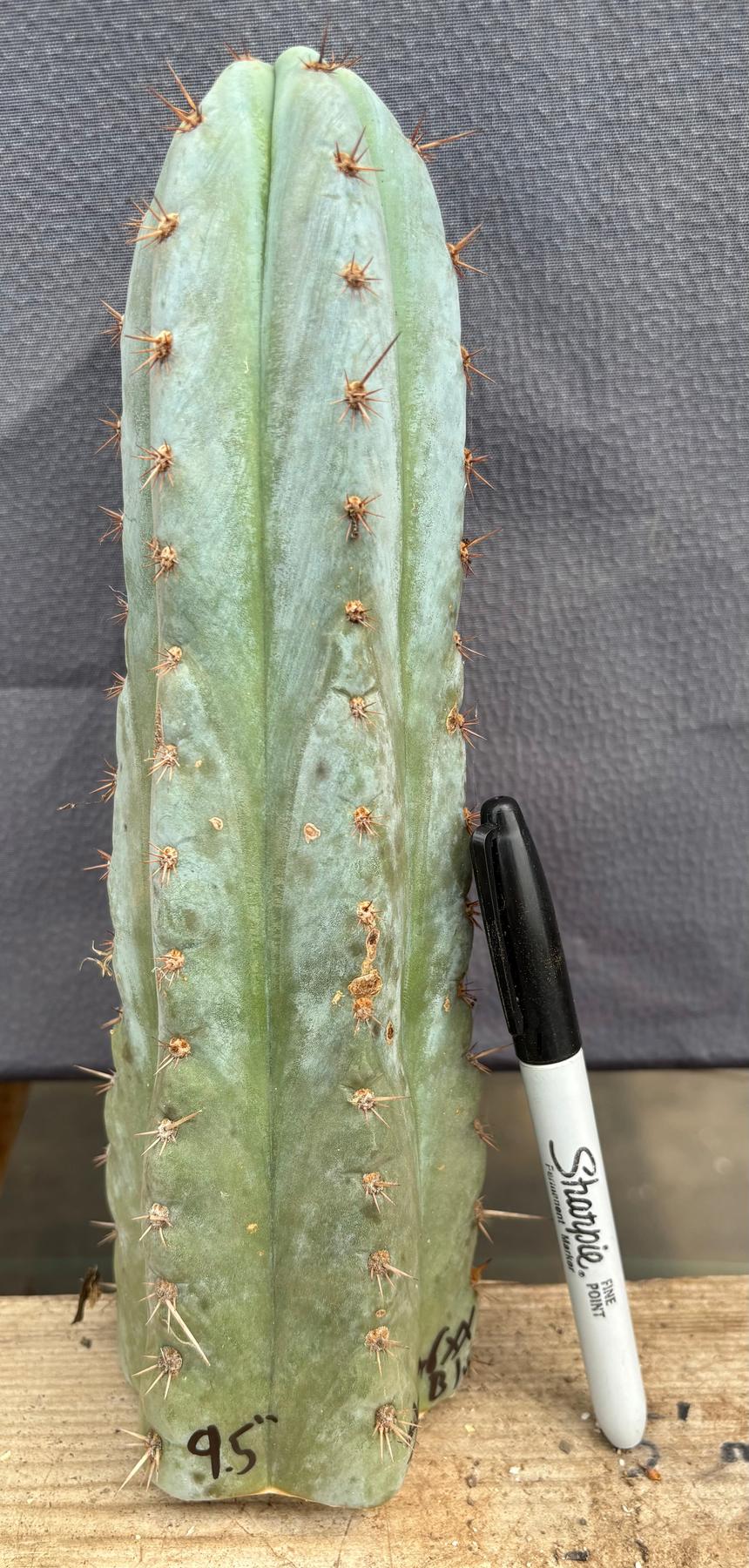 #EC102 EXACT Trichocereus Peruvianus TSSBP TLC Cactus Cutting-Cactus - Large - Exact-The Succulent Source