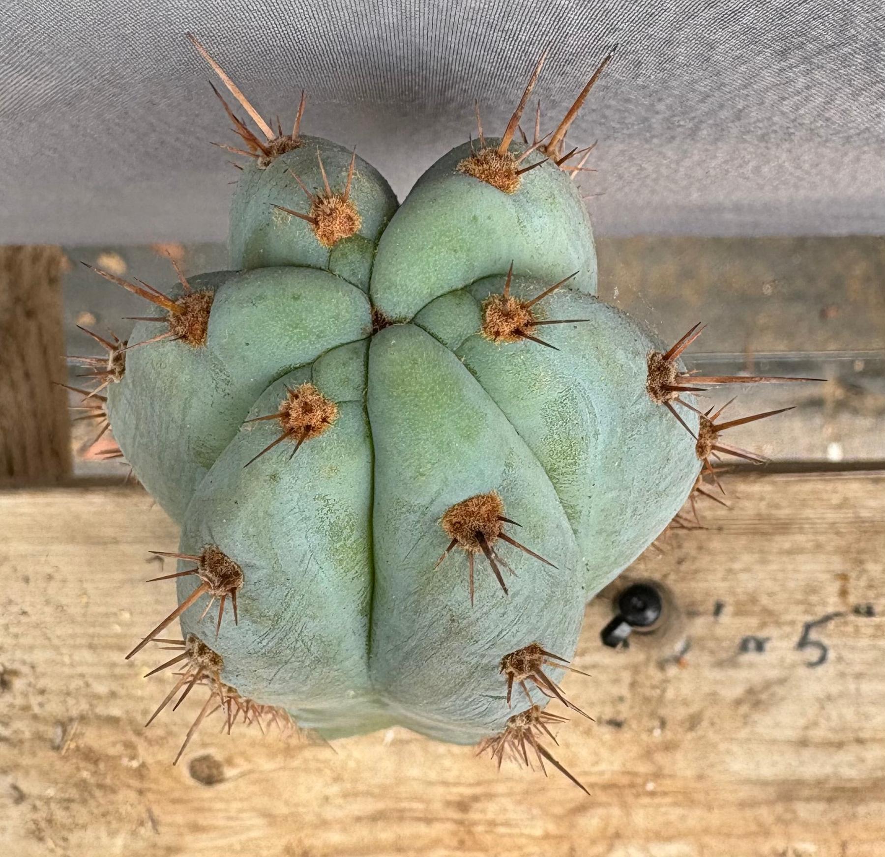 #EC102 EXACT Trichocereus Peruvianus TSSBP TLC Cactus Cutting-Cactus - Large - Exact-The Succulent Source