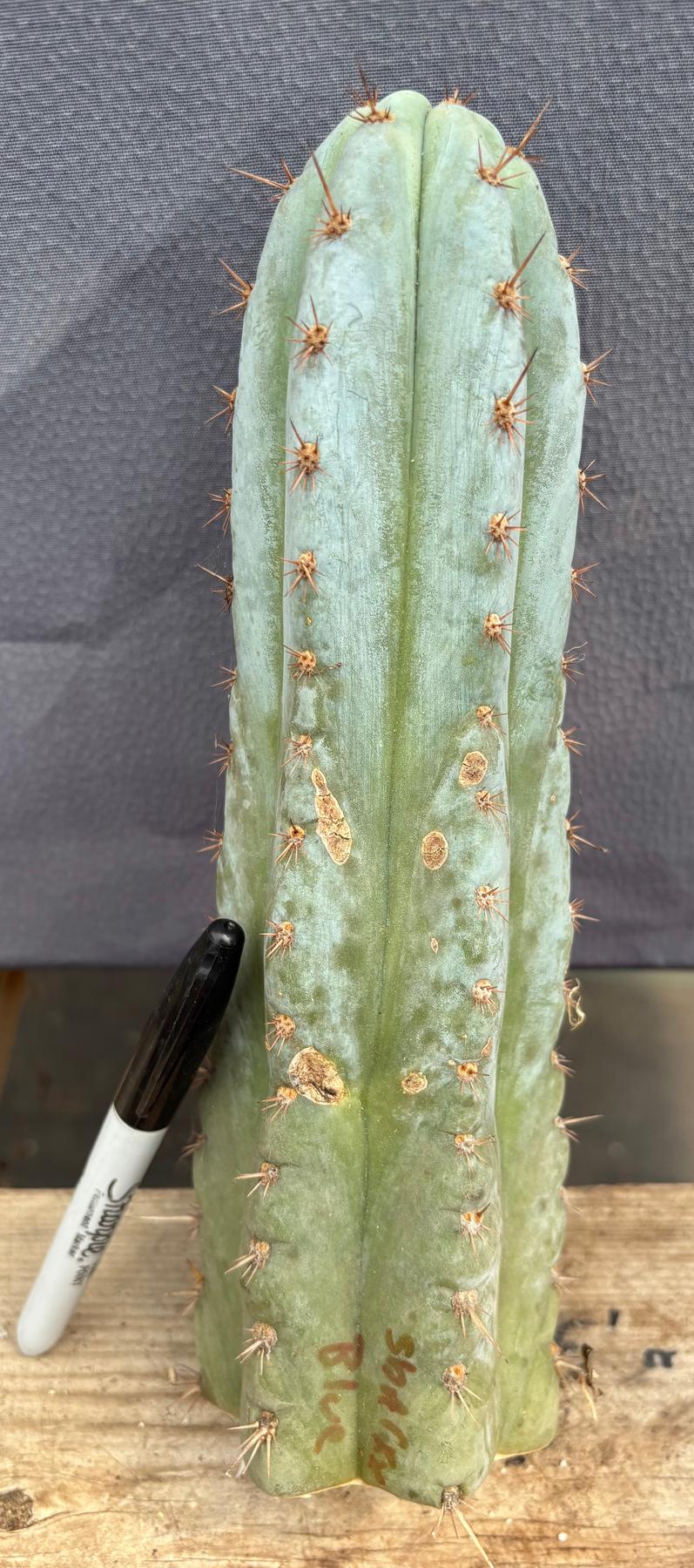 #EC102 EXACT Trichocereus Peruvianus TSSBP TLC Cactus Cutting-Cactus - Large - Exact-The Succulent Source