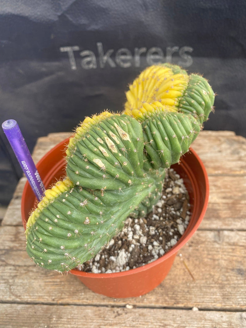 #EC103 EXACT Trichocereus Pachanoi Variegated Crest Cactus