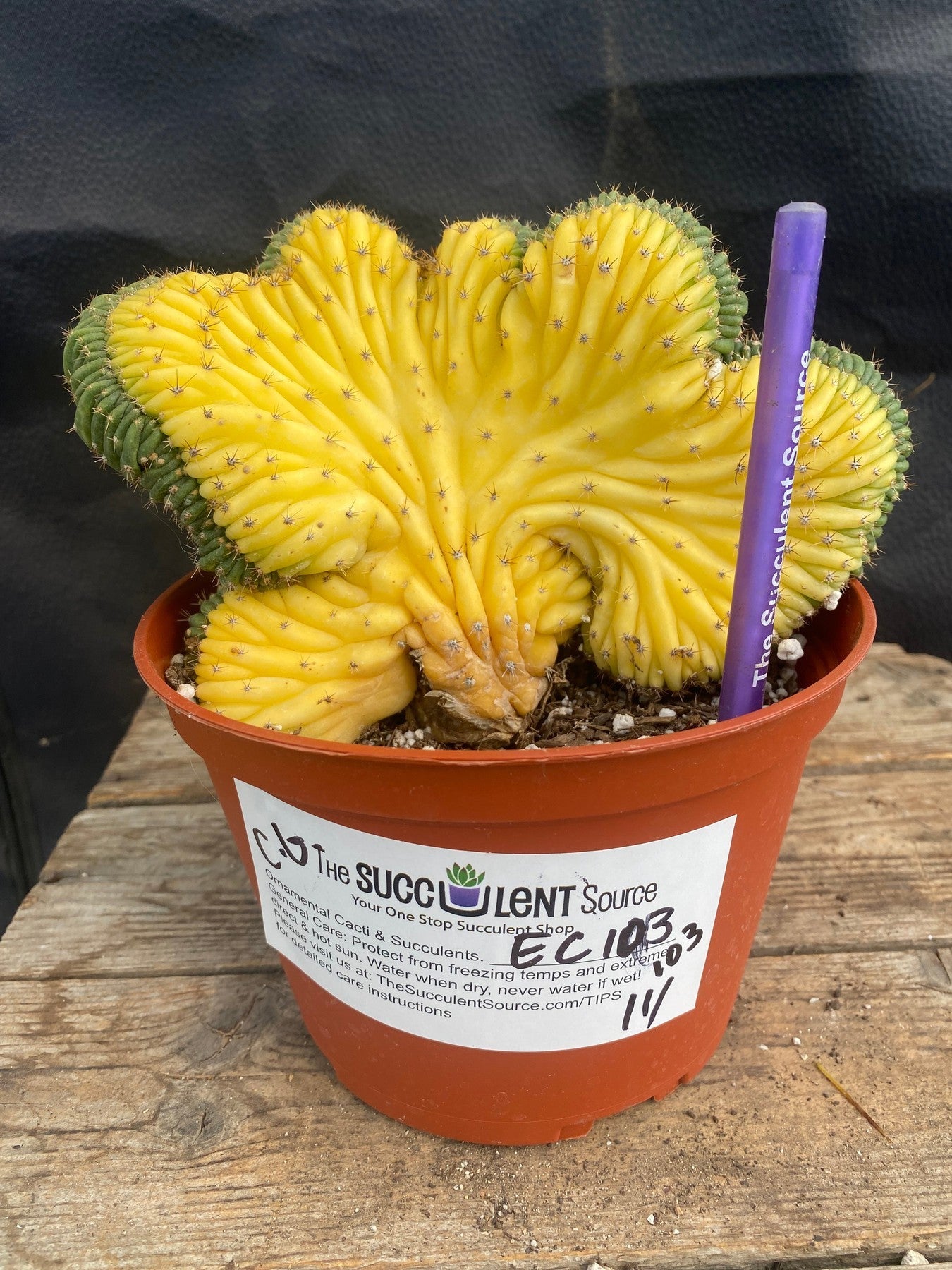 #EC103 EXACT Trichocereus Pachanoi Variegated Crest Cactus-Cactus - Large - Exact-The Succulent Source