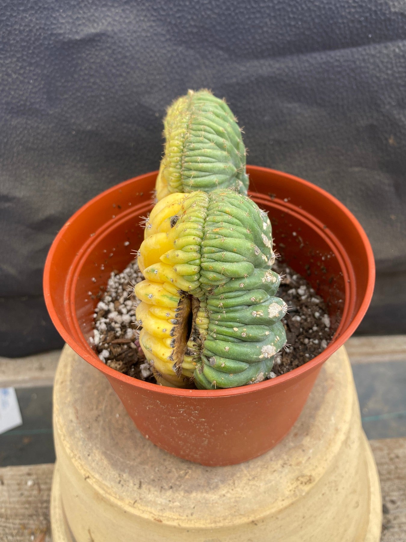 #EC103 EXACT Trichocereus Pachanoi Variegated Crest Cactus-Cactus - Large - Exact-The Succulent Source