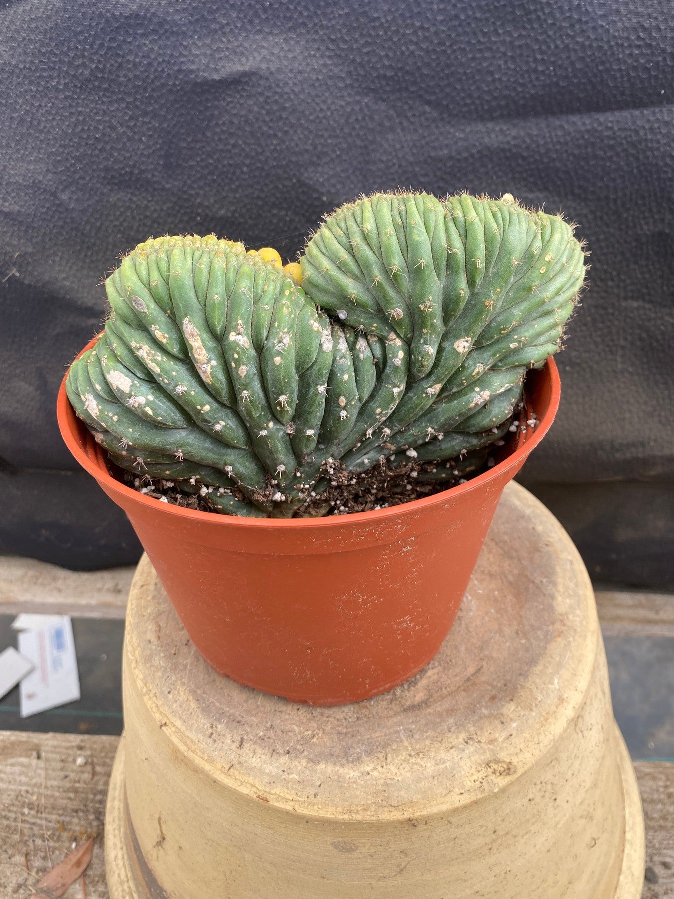 #EC103 EXACT Trichocereus Pachanoi Variegated Crest Cactus-Cactus - Large - Exact-The Succulent Source