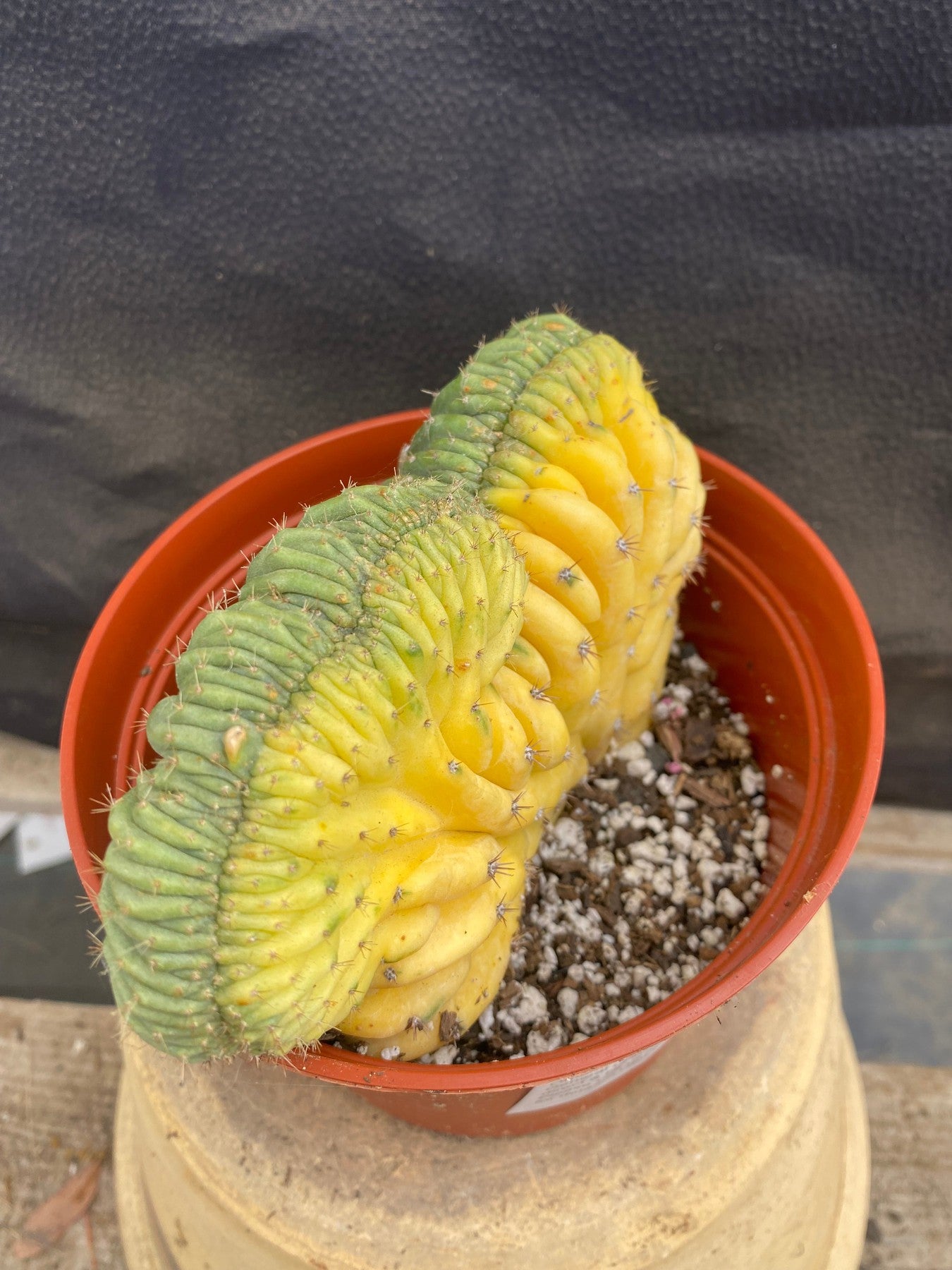 #EC103 EXACT Trichocereus Pachanoi Variegated Crest Cactus-Cactus - Large - Exact-The Succulent Source