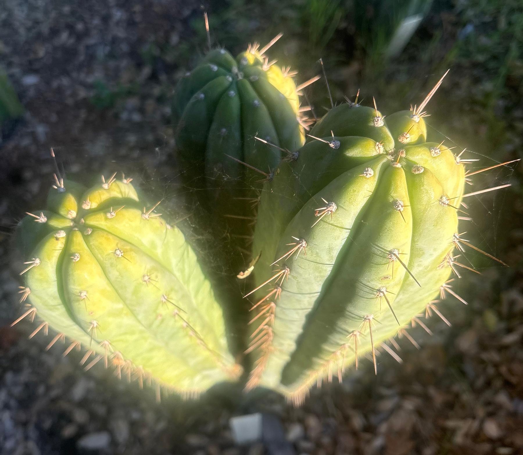 #EC103 Trichocereus Pachanoi “K-Valle” Cactus Cuttings 7-8”-Cactus - Large - Exact-The Succulent Source