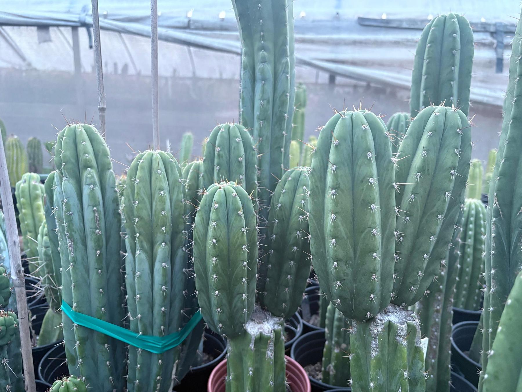 #EC103 Trichocereus Pachanoi “K-Valle” Cactus Cuttings 7-8”-Cactus - Large - Exact-The Succulent Source
