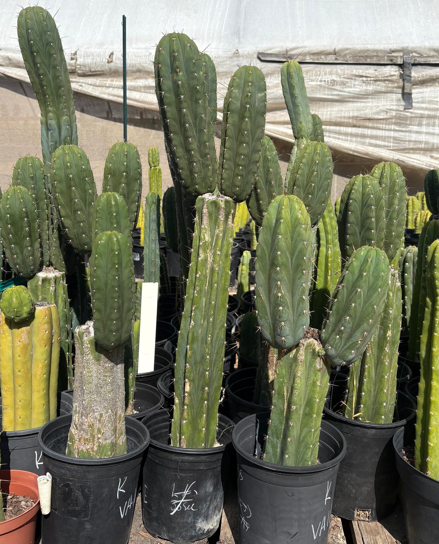 #EC103 Trichocereus Pachanoi “K-Valle” Cactus Cuttings 7-8”-Cactus - Large - Exact-The Succulent Source