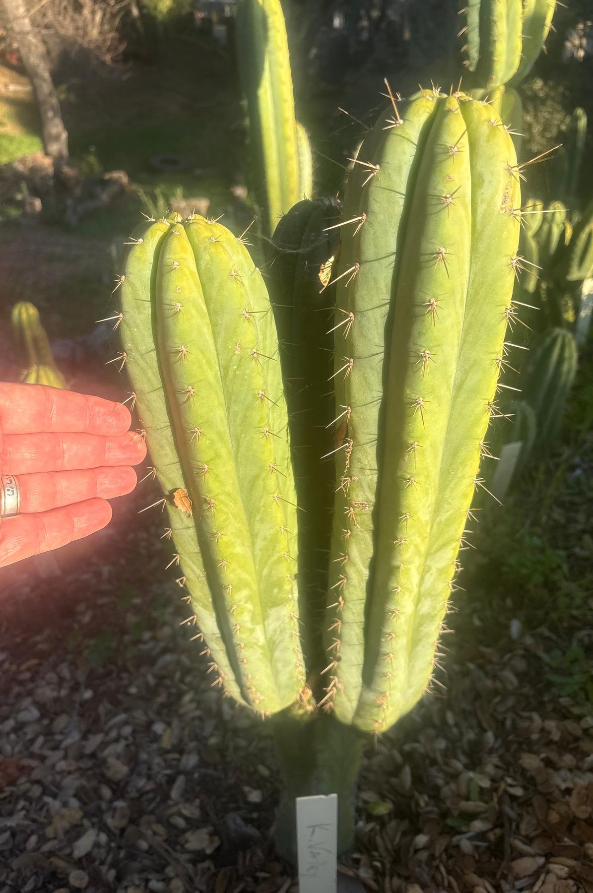 #EC103 Trichocereus Pachanoi “K-Valle” Cactus Cuttings 7-8”-Cactus - Large - Exact-The Succulent Source