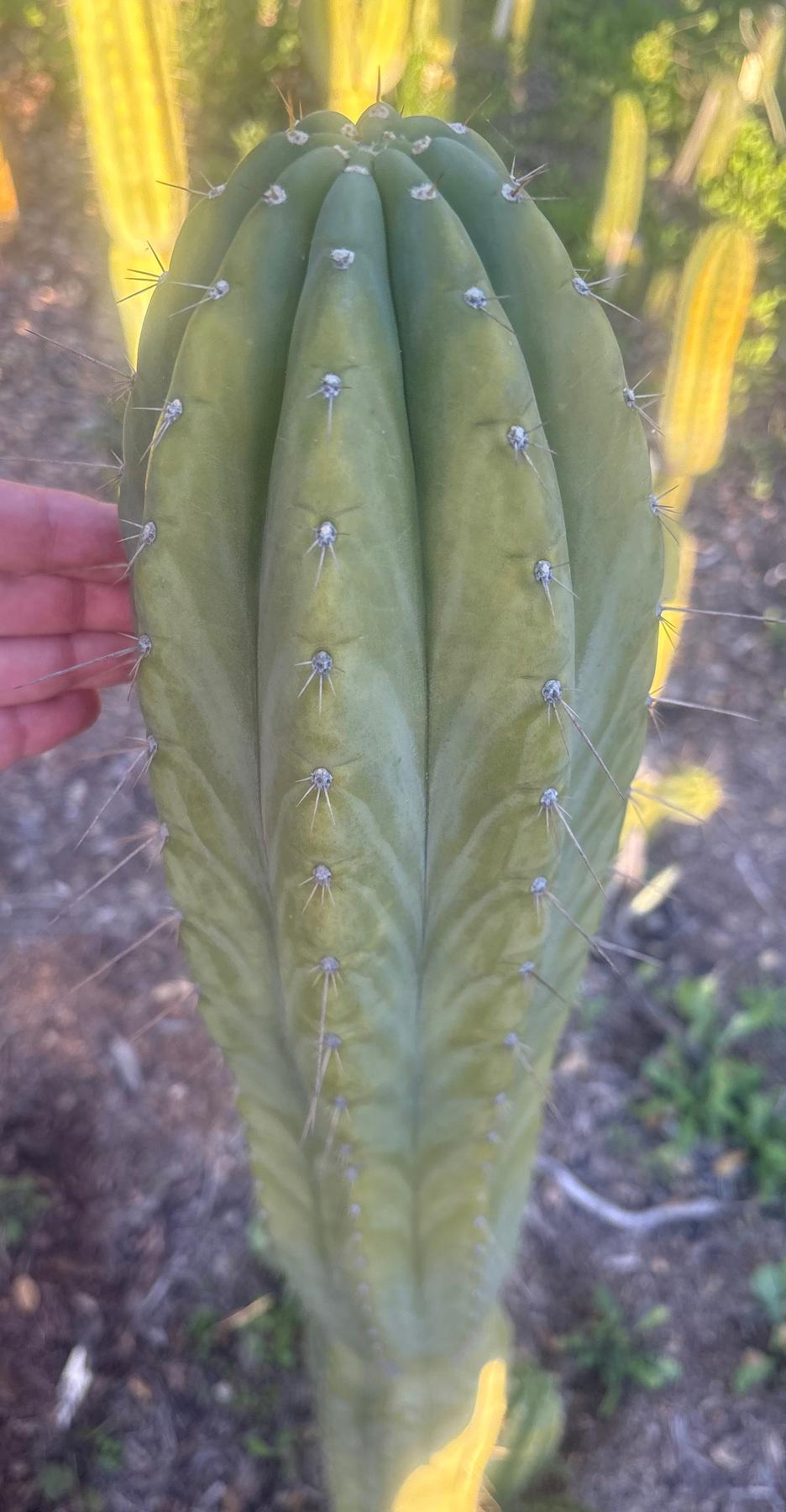 #EC103 Trichocereus Pachanoi “K-Valle” Cactus Cuttings 7-8”-Cactus - Large - Exact-The Succulent Source