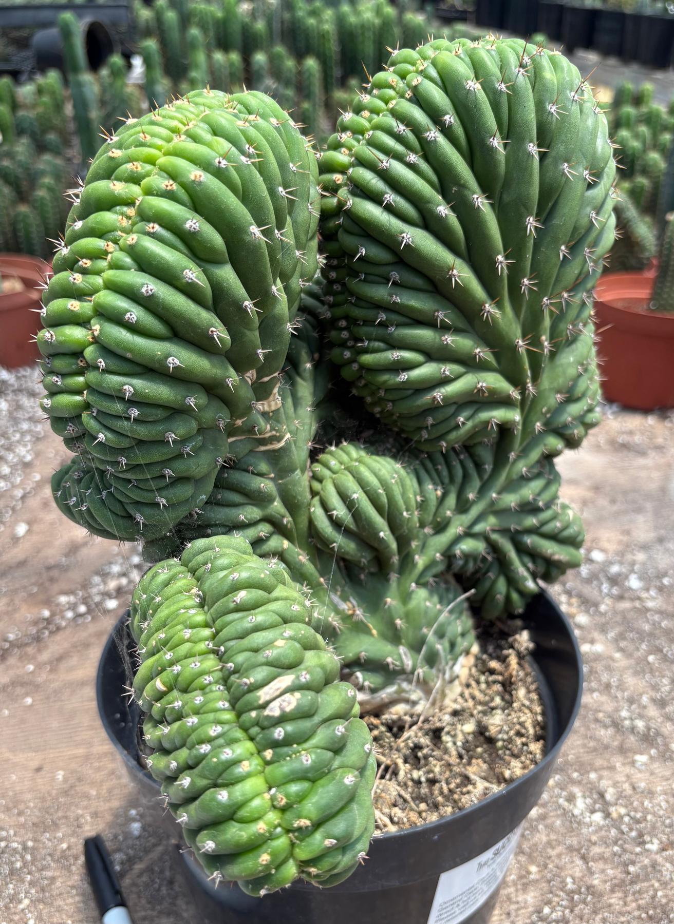 #EC104 EXACT Trichocereus Pachanoi Crested Cactus-Cactus - Large - Exact-The Succulent Source