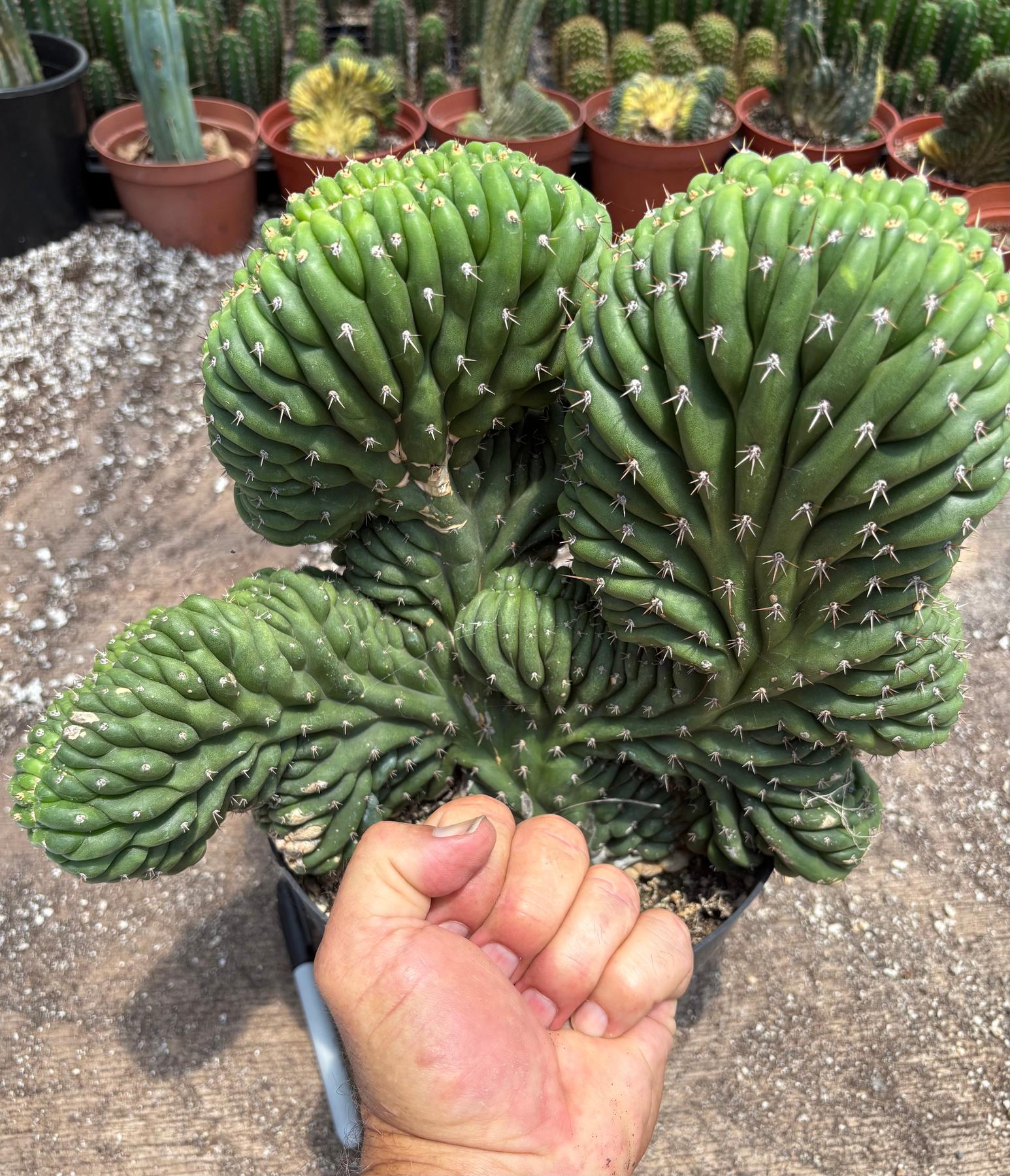 #EC104 EXACT Trichocereus Pachanoi Crested Cactus-Cactus - Large - Exact-The Succulent Source