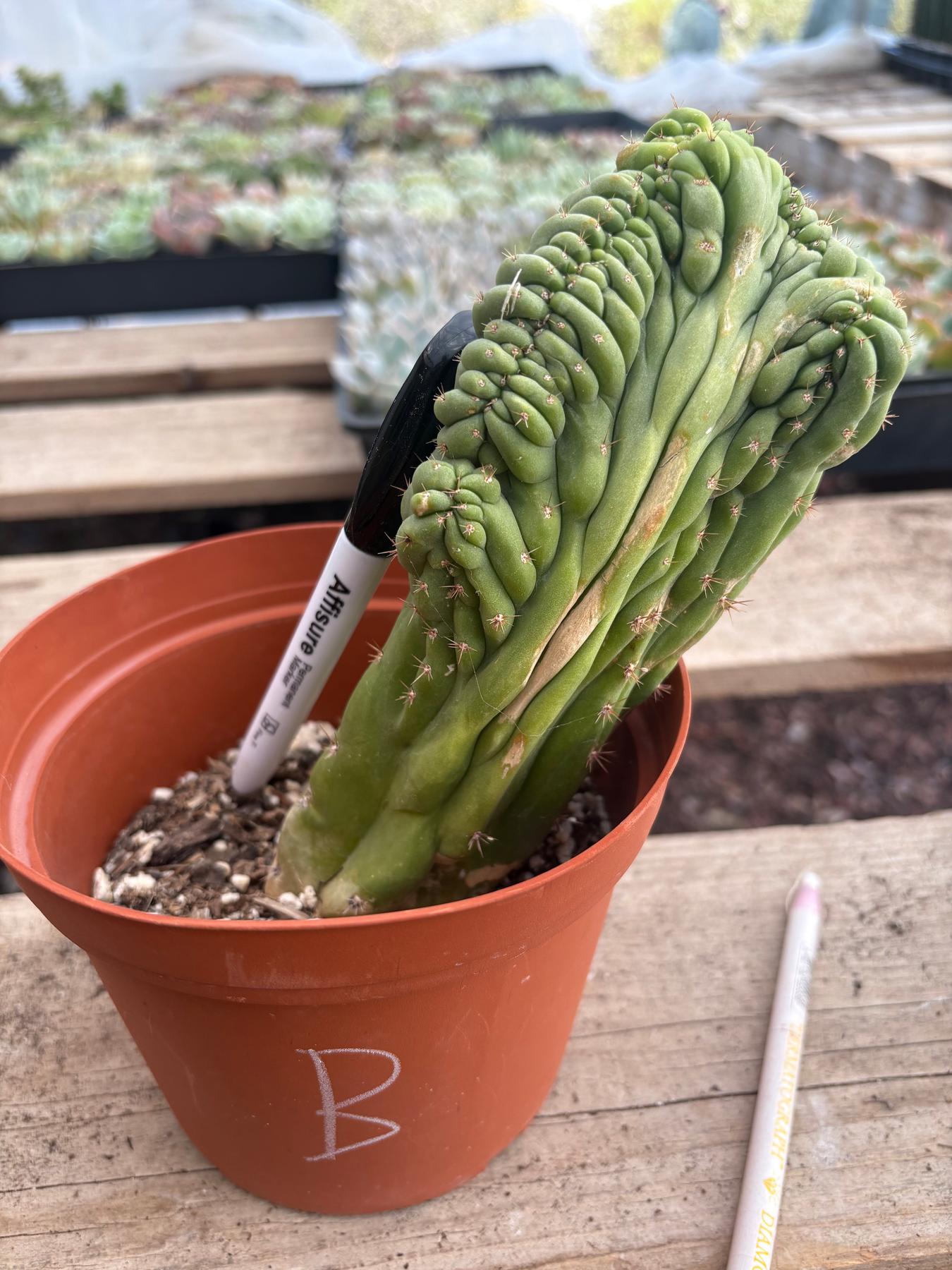 #EC104 EXACT Trichocereus Pachanoi Crested Cactus TLC-Cactus - Large - Exact-The Succulent Source