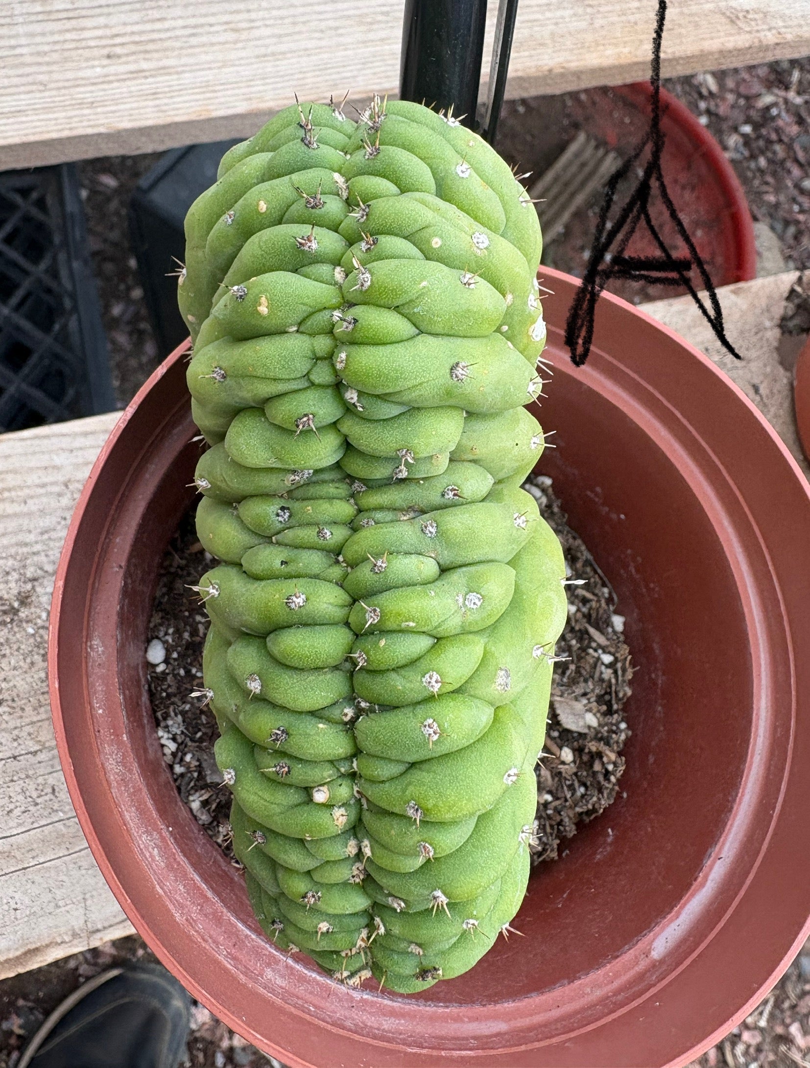 #EC104 EXACT Trichocereus Pachanoi Crested Cactus TLC-Cactus - Large - Exact-The Succulent Source