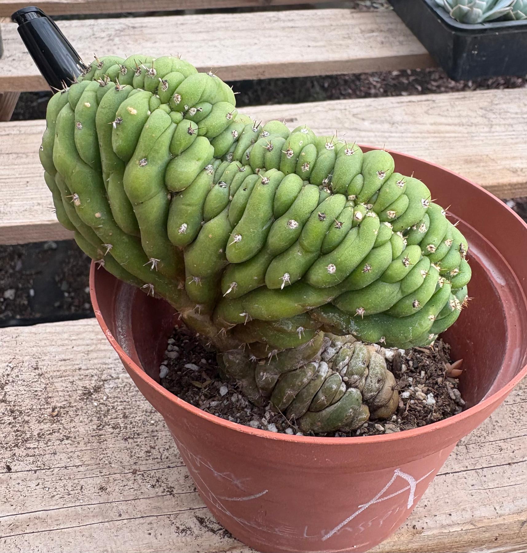 #EC104 EXACT Trichocereus Pachanoi Crested Cactus TLC-Cactus - Large - Exact-The Succulent Source
