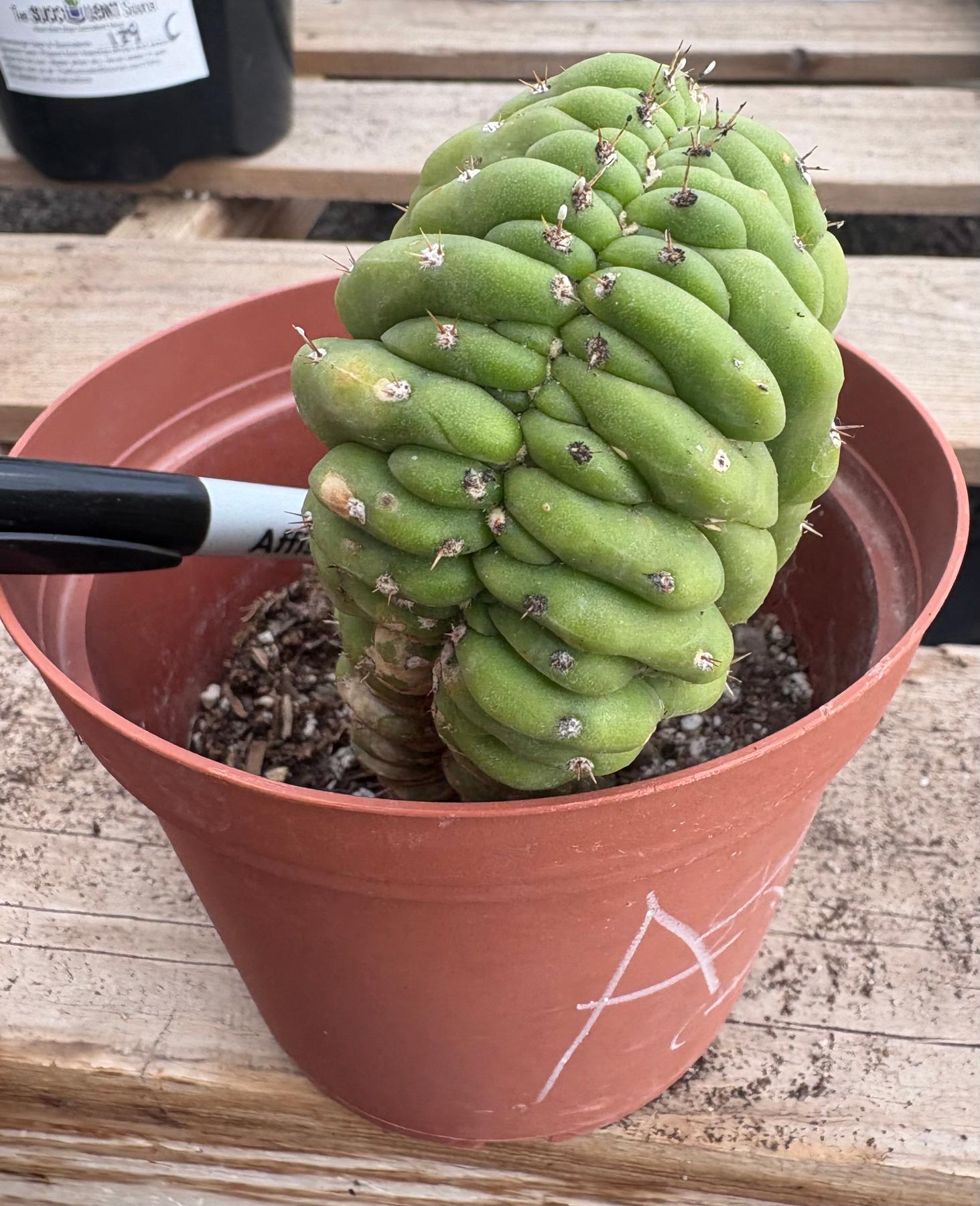 #EC104 EXACT Trichocereus Pachanoi Crested Cactus TLC-Cactus - Large - Exact-The Succulent Source