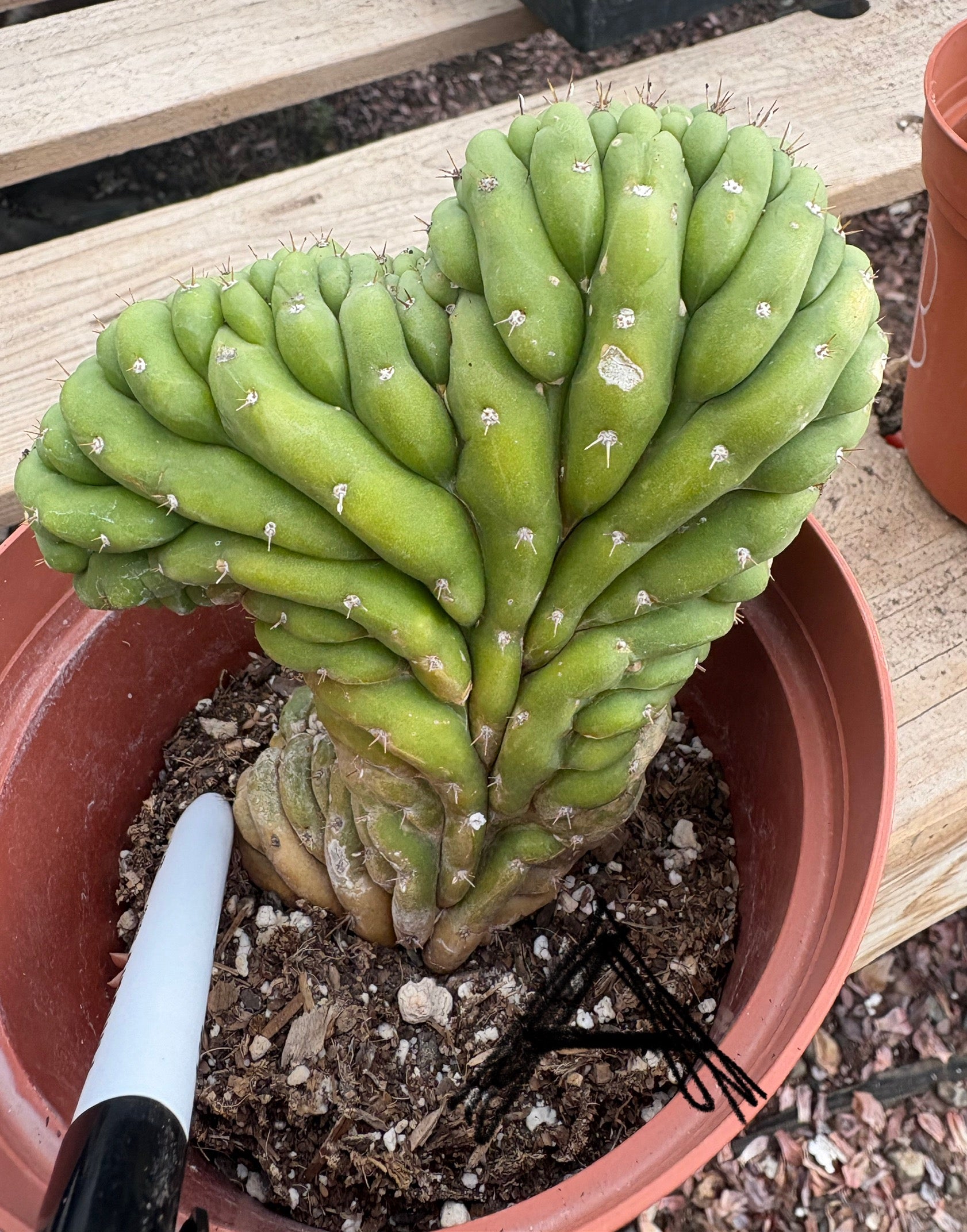 #EC104 EXACT Trichocereus Pachanoi Crested Cactus TLC-Cactus - Large - Exact-The Succulent Source