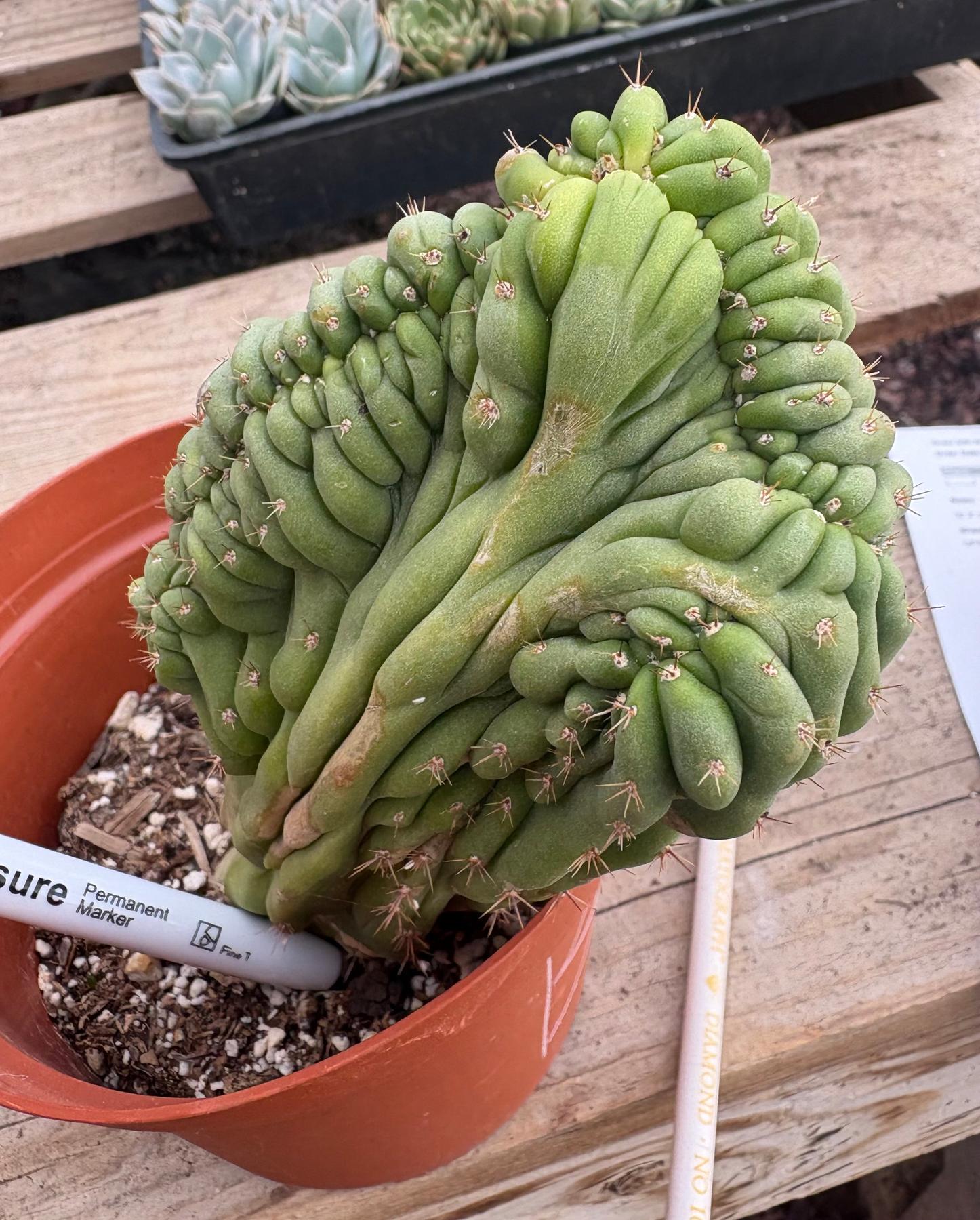 #EC104 EXACT Trichocereus Pachanoi Crested Cactus TLC-Cactus - Large - Exact-The Succulent Source