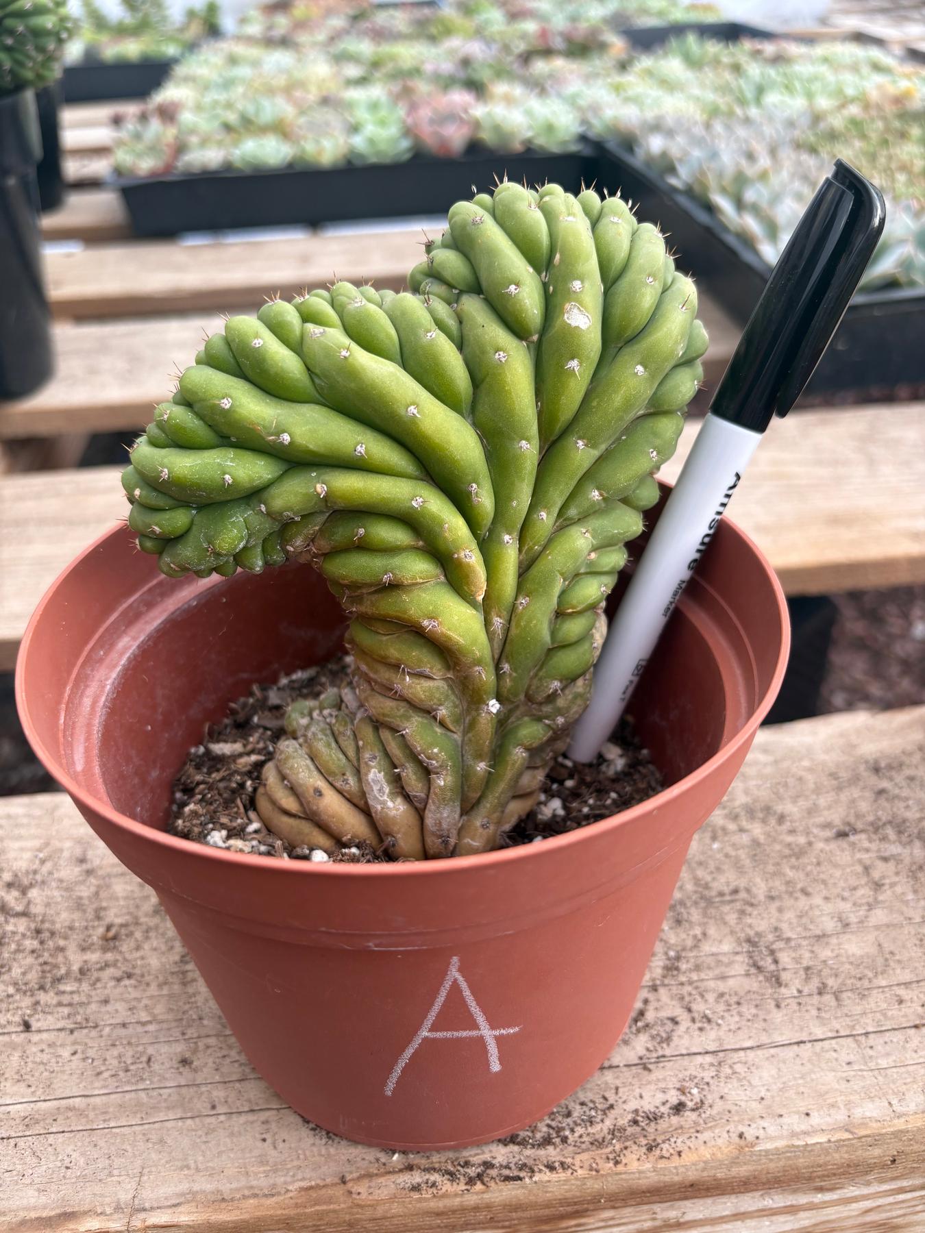 #EC104 EXACT Trichocereus Pachanoi Crested Cactus TLC-Cactus - Large - Exact-The Succulent Source