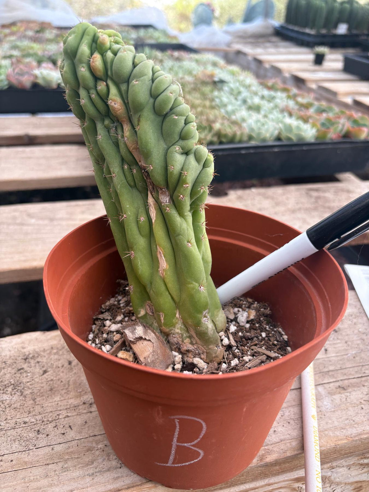 #EC104 EXACT Trichocereus Pachanoi Crested Cactus TLC-Cactus - Large - Exact-The Succulent Source