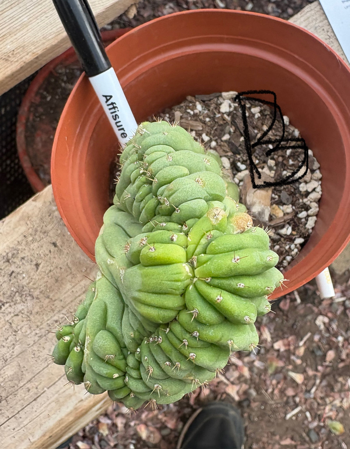 #EC104 EXACT Trichocereus Pachanoi Crested Cactus TLC-Cactus - Large - Exact-The Succulent Source