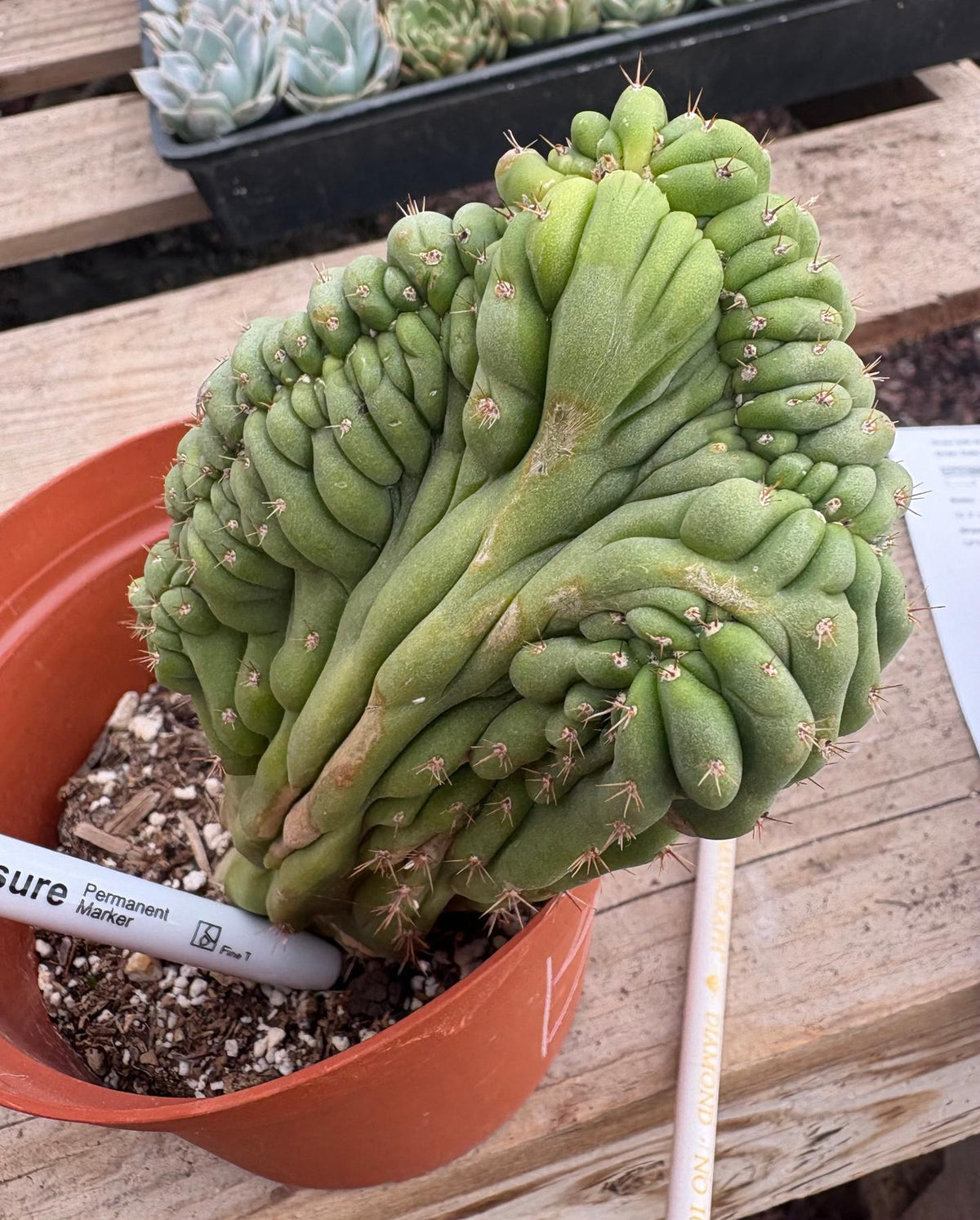 #EC104 EXACT Trichocereus Pachanoi Crested Cactus TLC-Cactus - Large - Exact-The Succulent Source